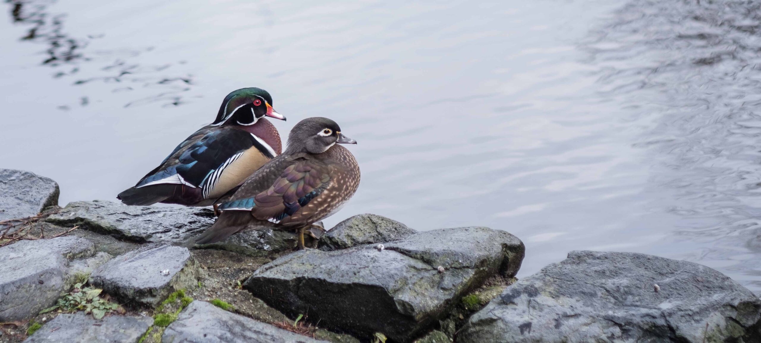 Come Here Often? Lost Lagoon, Stanley Park Vancouver, BC