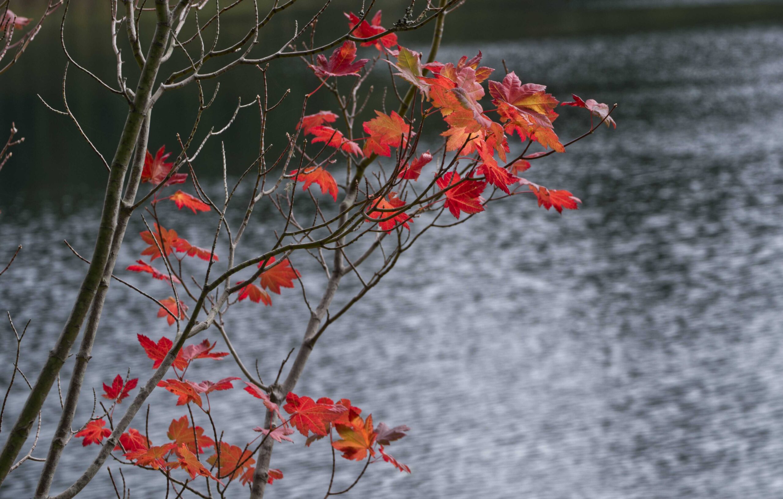 Autumn. Lake Louise, WA