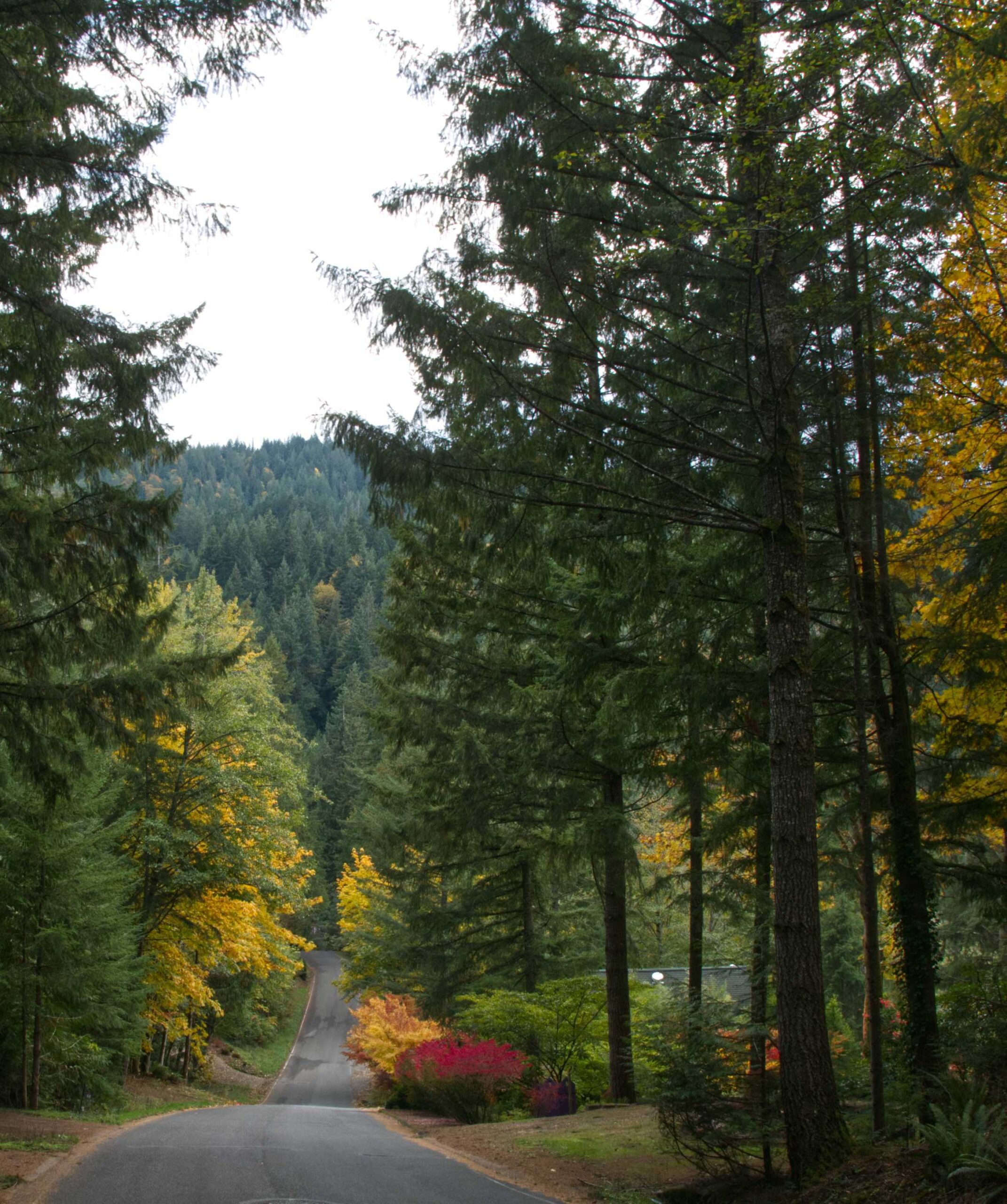 The road goes on and on. Sudden Valley, WA