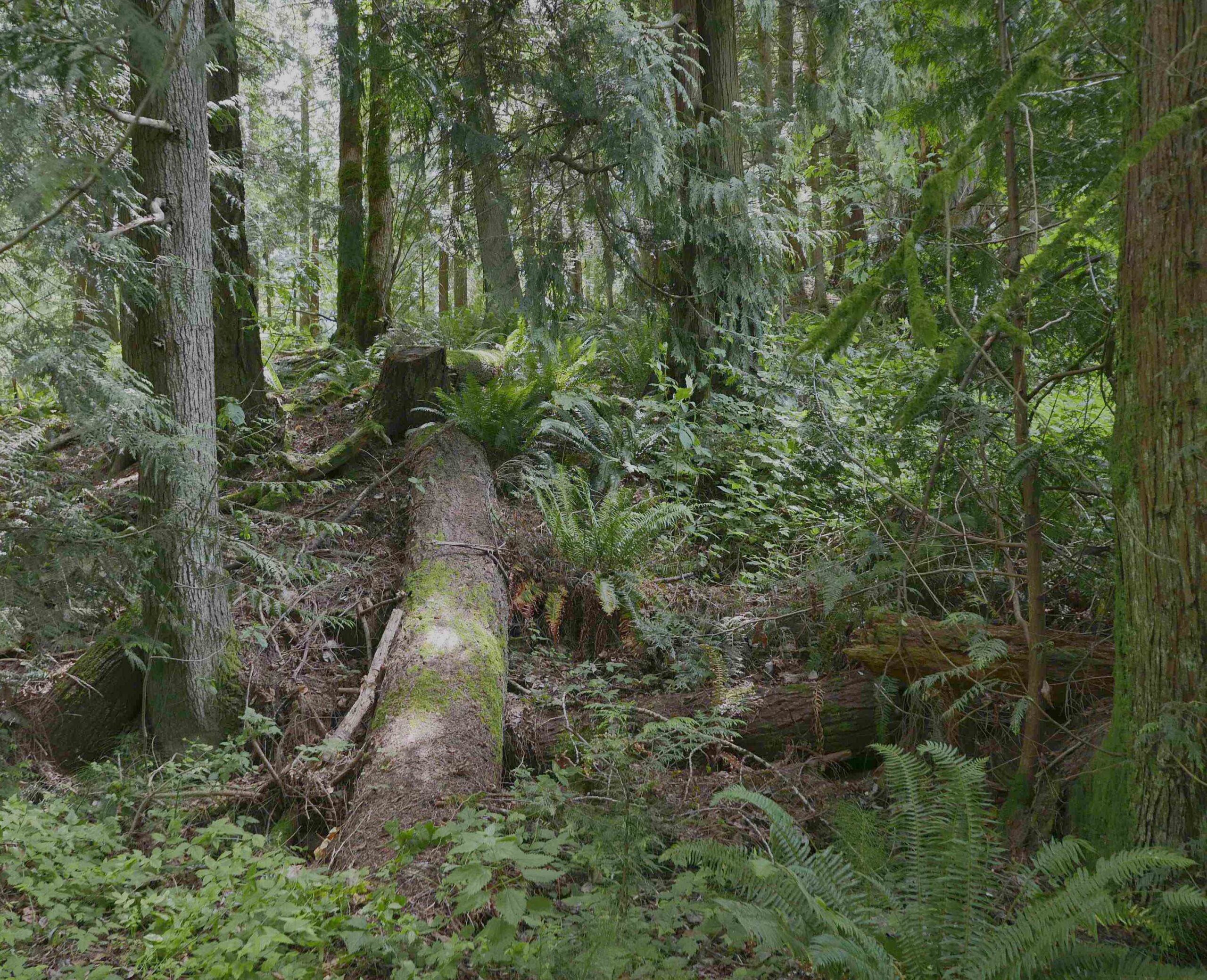 The wild: before. Sudden Valley. WA
