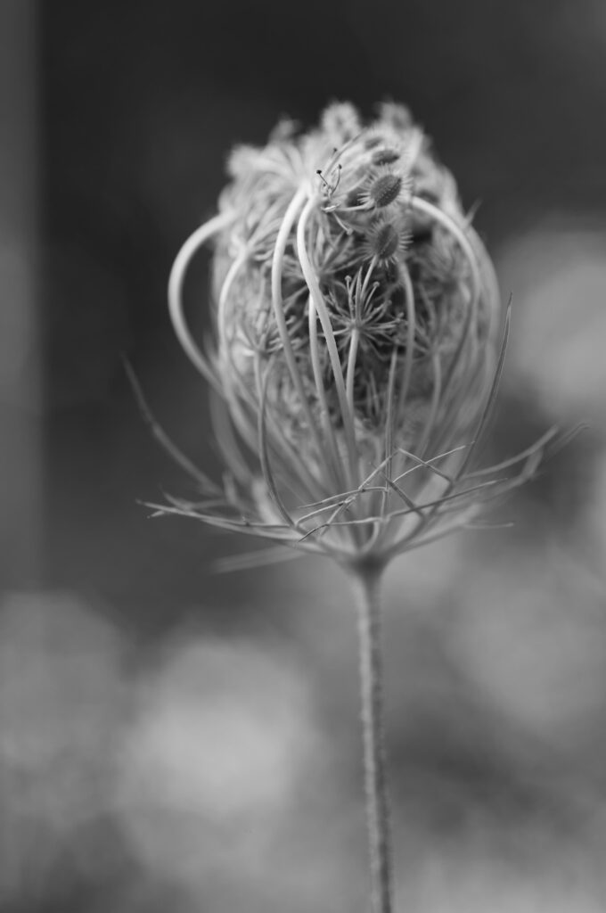 This image has an empty alt attribute; its file name is M1000354_optimized-680x1024.jpg