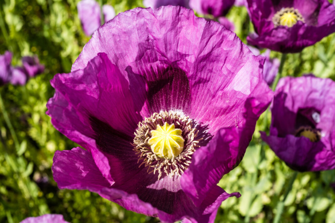 Sample image for Leica Q3 hands-on review shows the camera's quality.