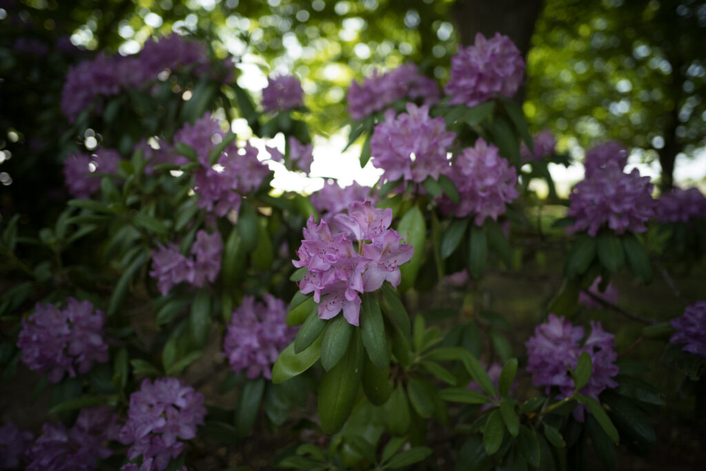 Image shows performance of the Voigtländer Nokton VM 21/1.4