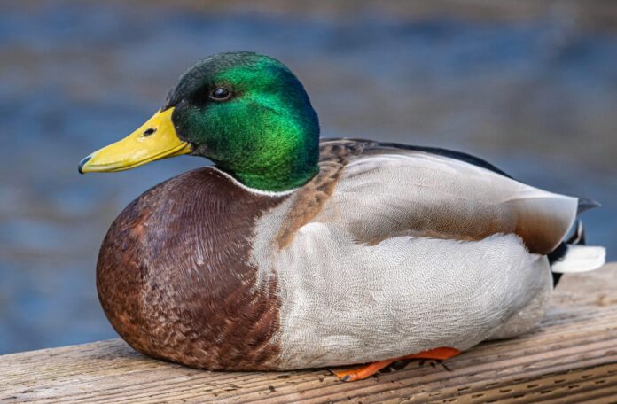 Mallard_cropped_optimized