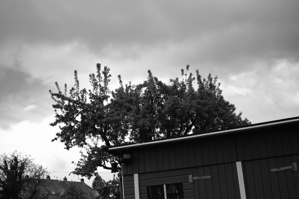 Sample image taken with Epson R-D1 digital rangefinder camera