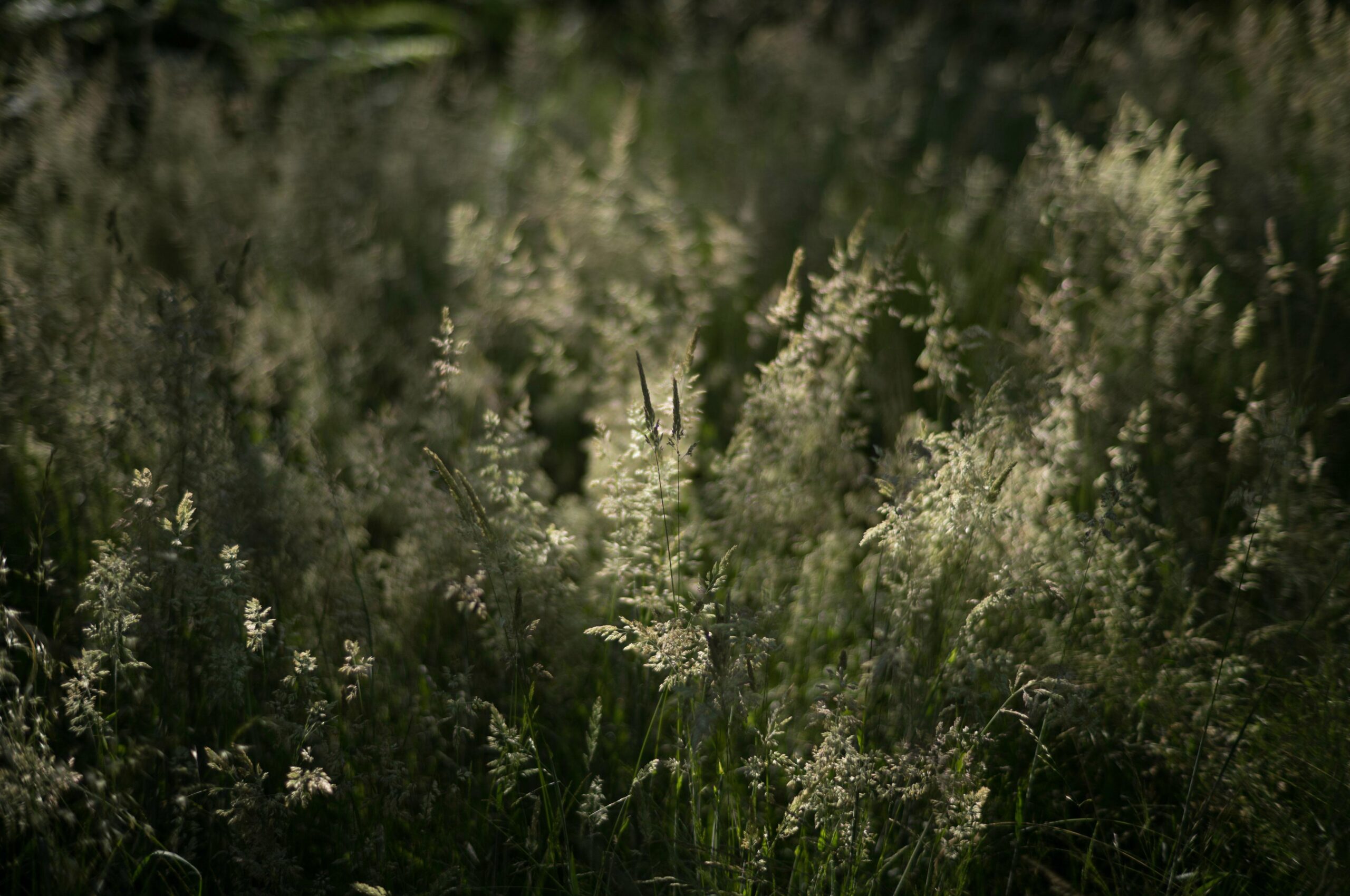 Leica Summilux-M 50 f/1.4: Long-term review of latest Leica Summilux-M 50 f/1.4: Long-term review of latest