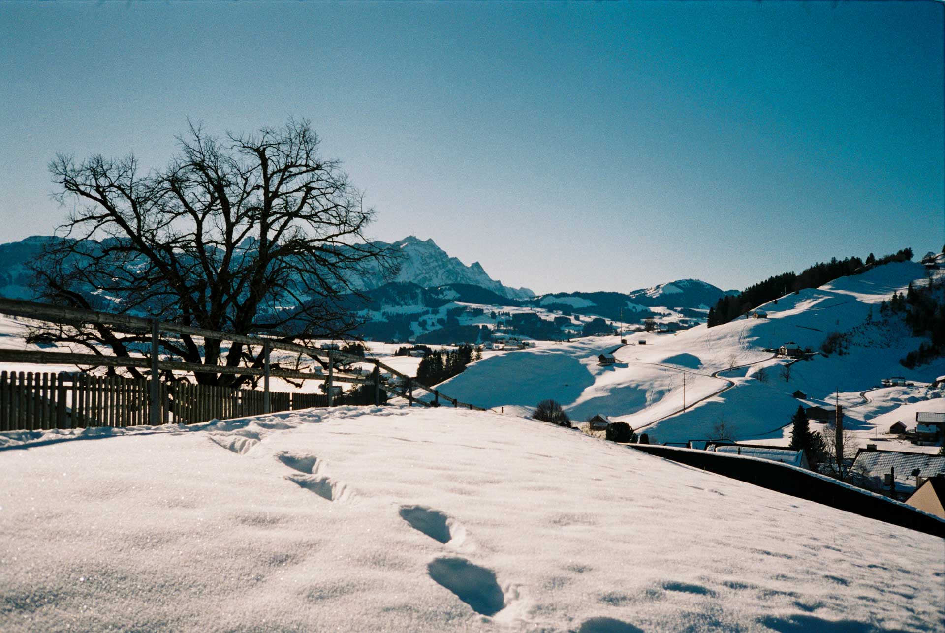 Sample image, shot with the Rollei 35AF film camera (launched 2024)