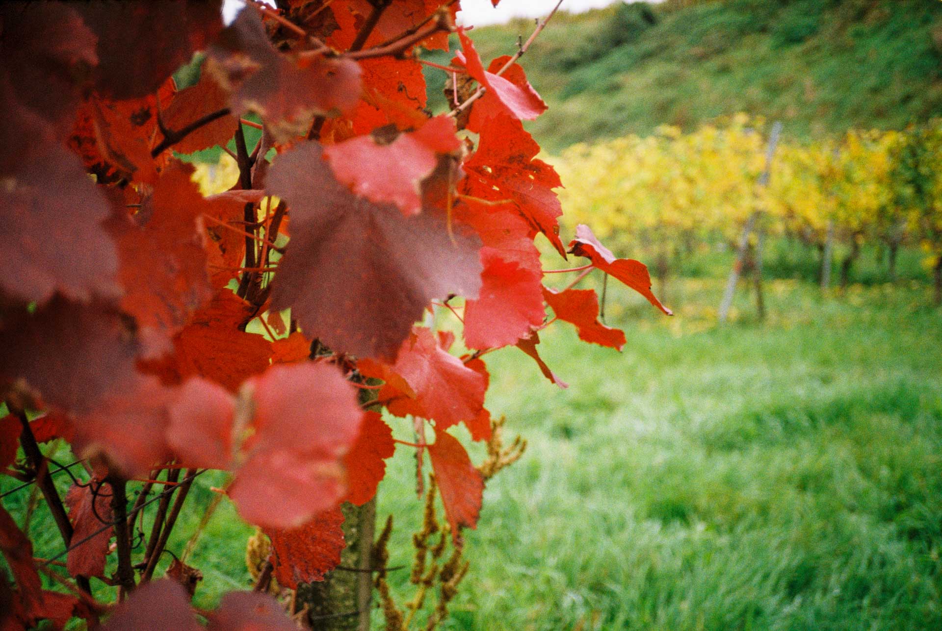 Sample image, shot with the Rollei 35AF film camera (launched 2024)