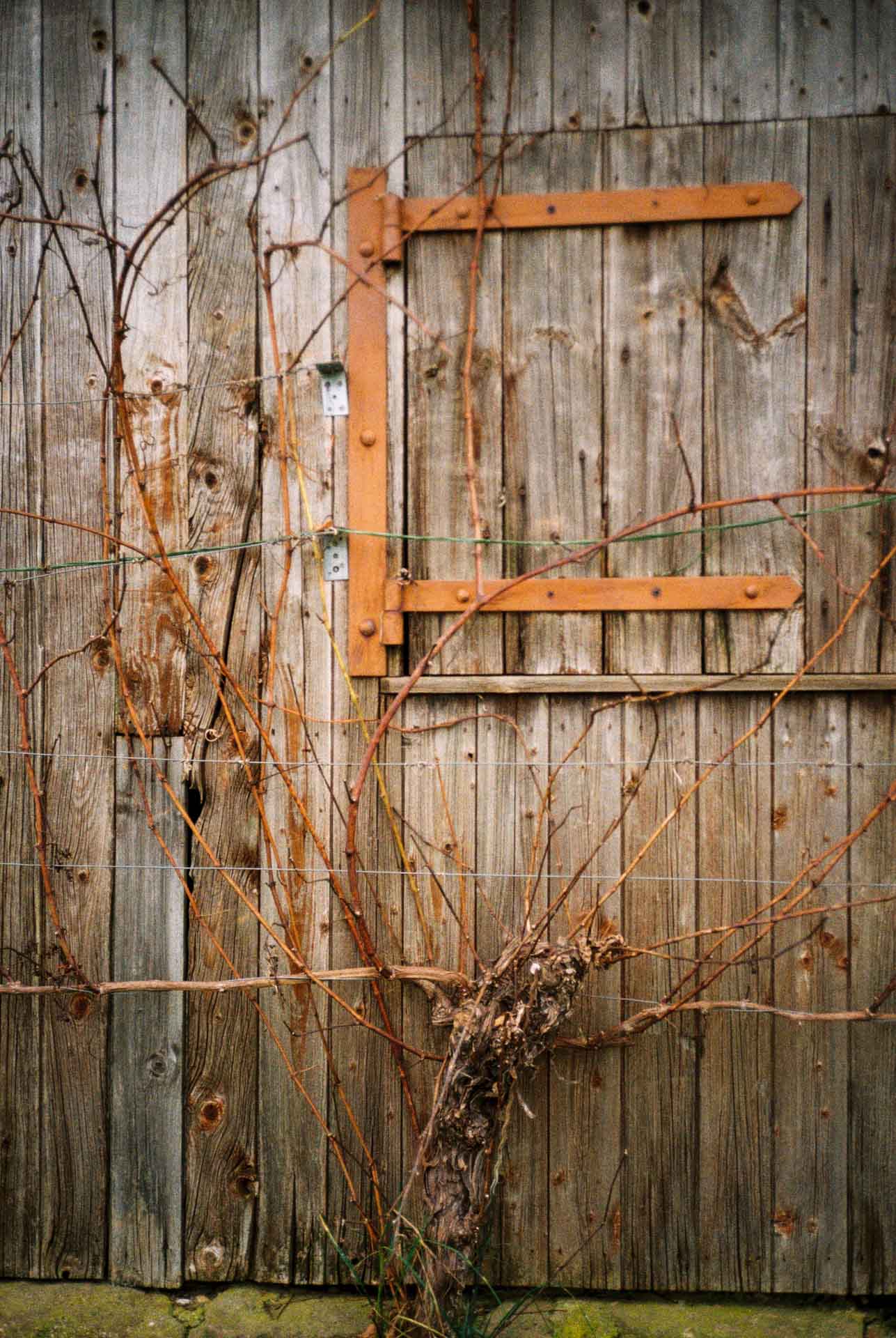 Sample image, shot with the Rollei 35AF film camera (launched 2024)