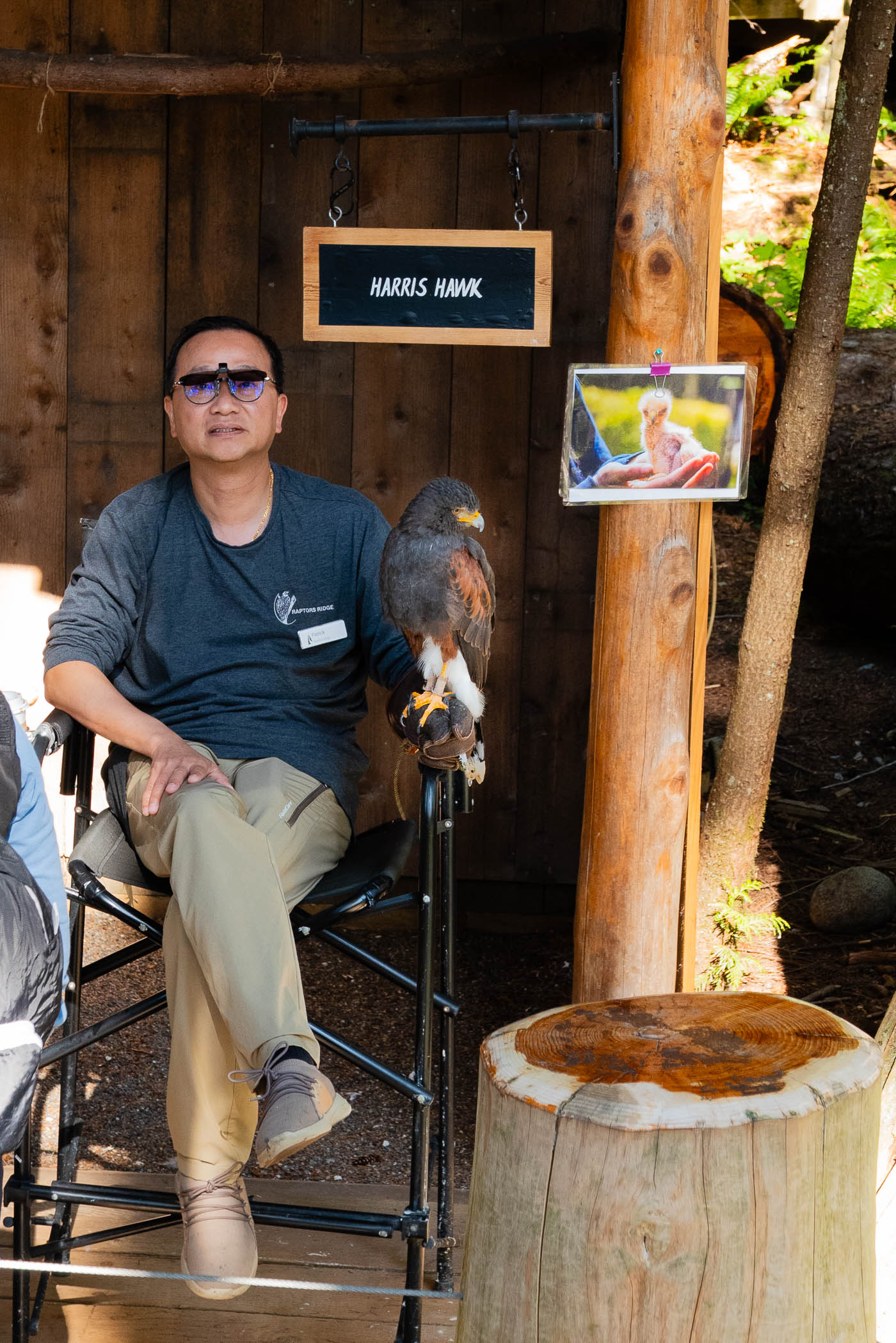 A person seated on a chair, holding a Harris Hawk on their arm, with a sign reading 'HARRIS HAWK' in the background.