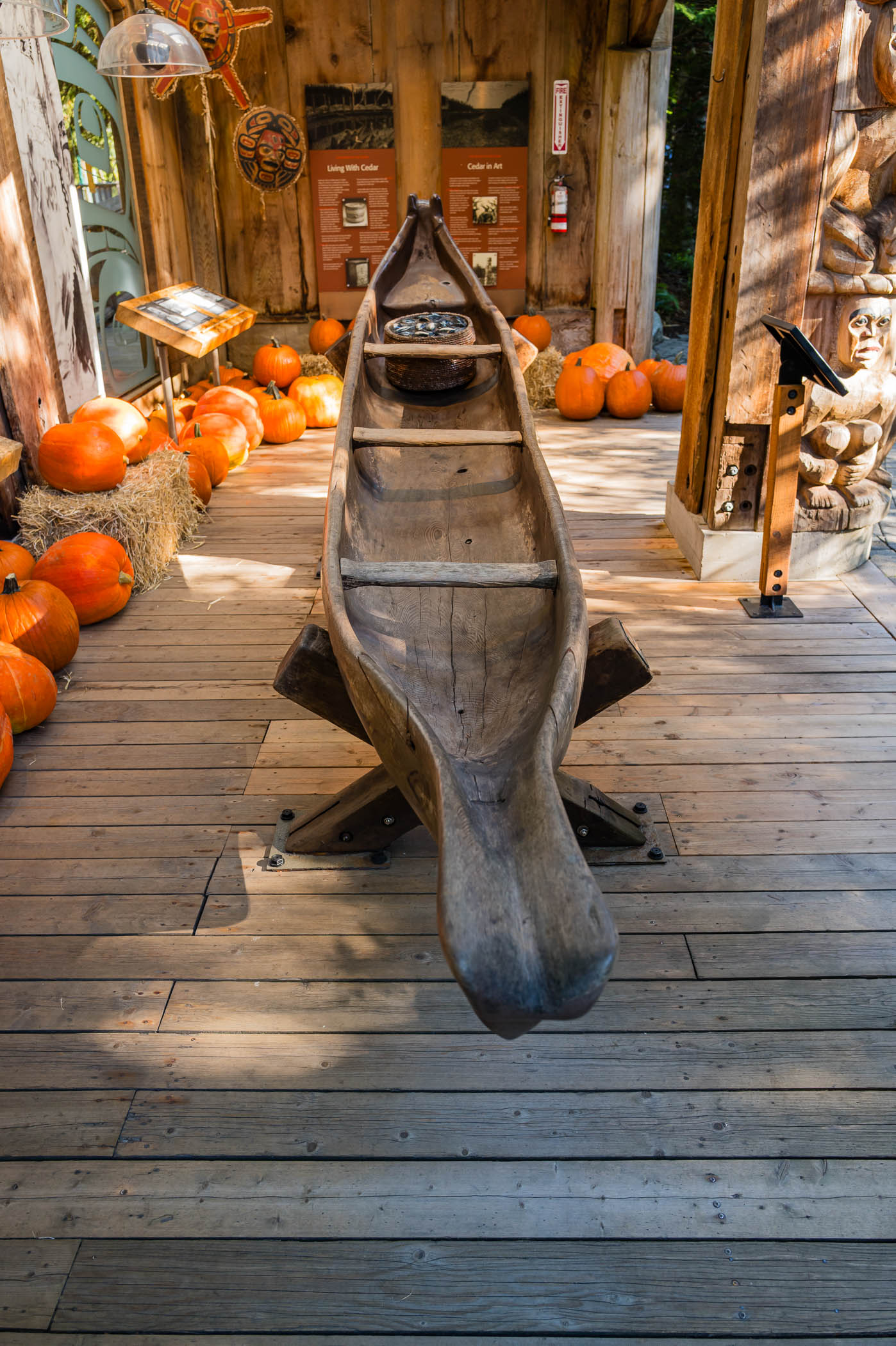 A wooden canoe displayed indoors surrounded by pumpkins and informational signage about Cedar, highlighting its cultural significance.