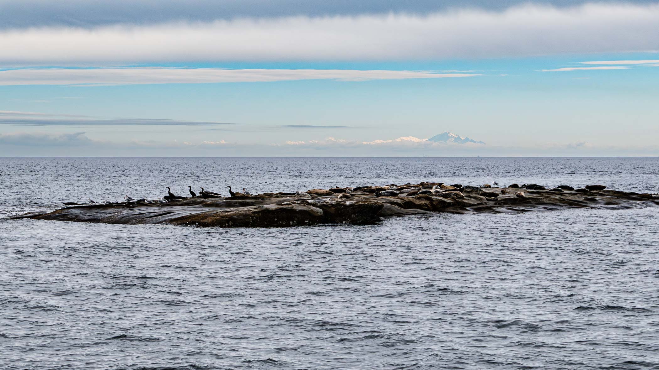 A rocky outcrop in the ocean with seals resting on it, under a partly cloudy sky, with distant mountains visible in the background.
