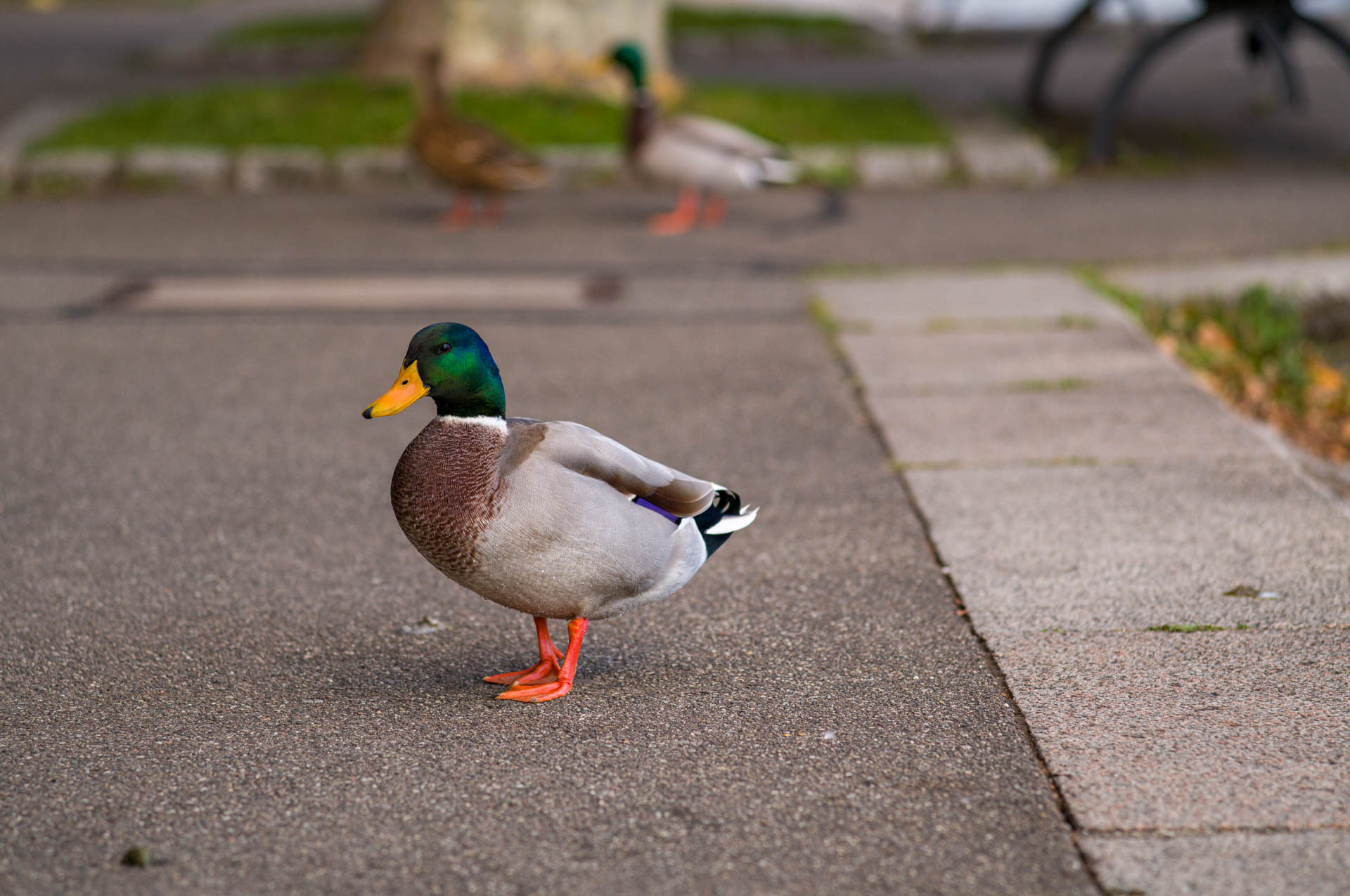 Sample image, taken during Leica M EV1 hands-on