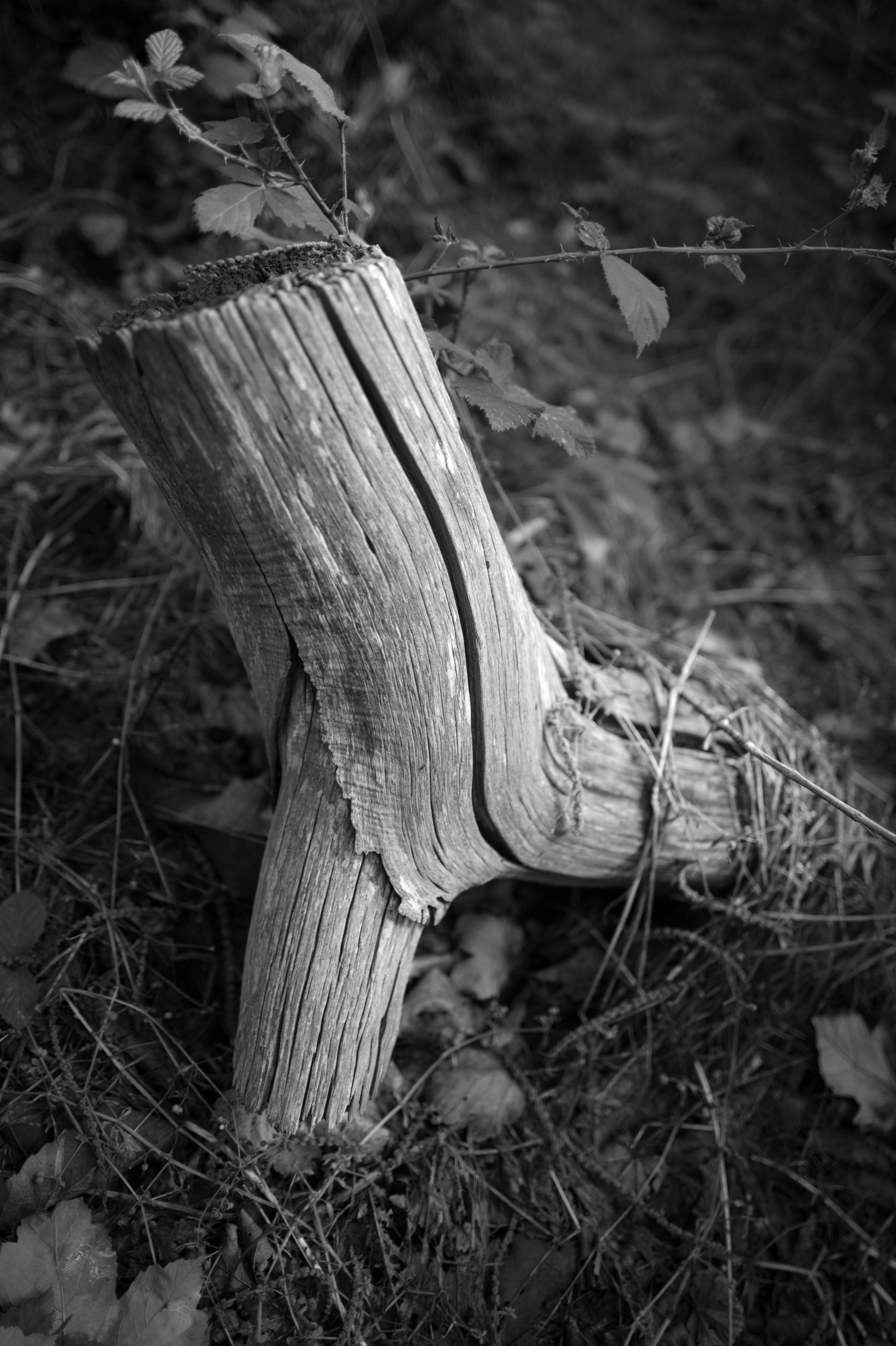 Jonathan Slack Leica Q3 Monochrom review