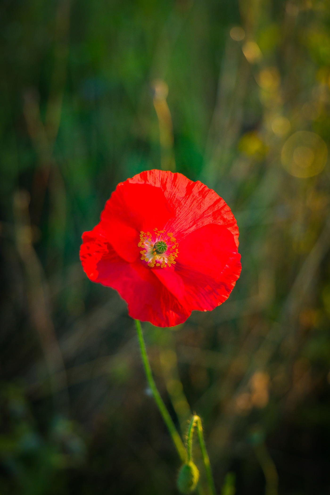 Close-up of a vibrant red poppy flower against a blurred green background.