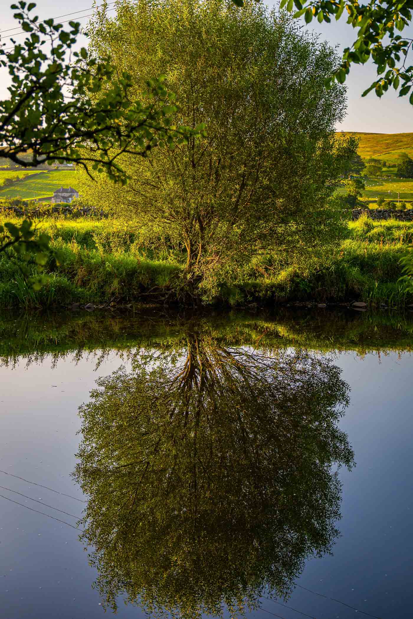 A tranquil scene featuring a lush green tree reflecting perfectly in a calm body of water, surrounded by greenery and a distant hill in the Yorkshire Dales.