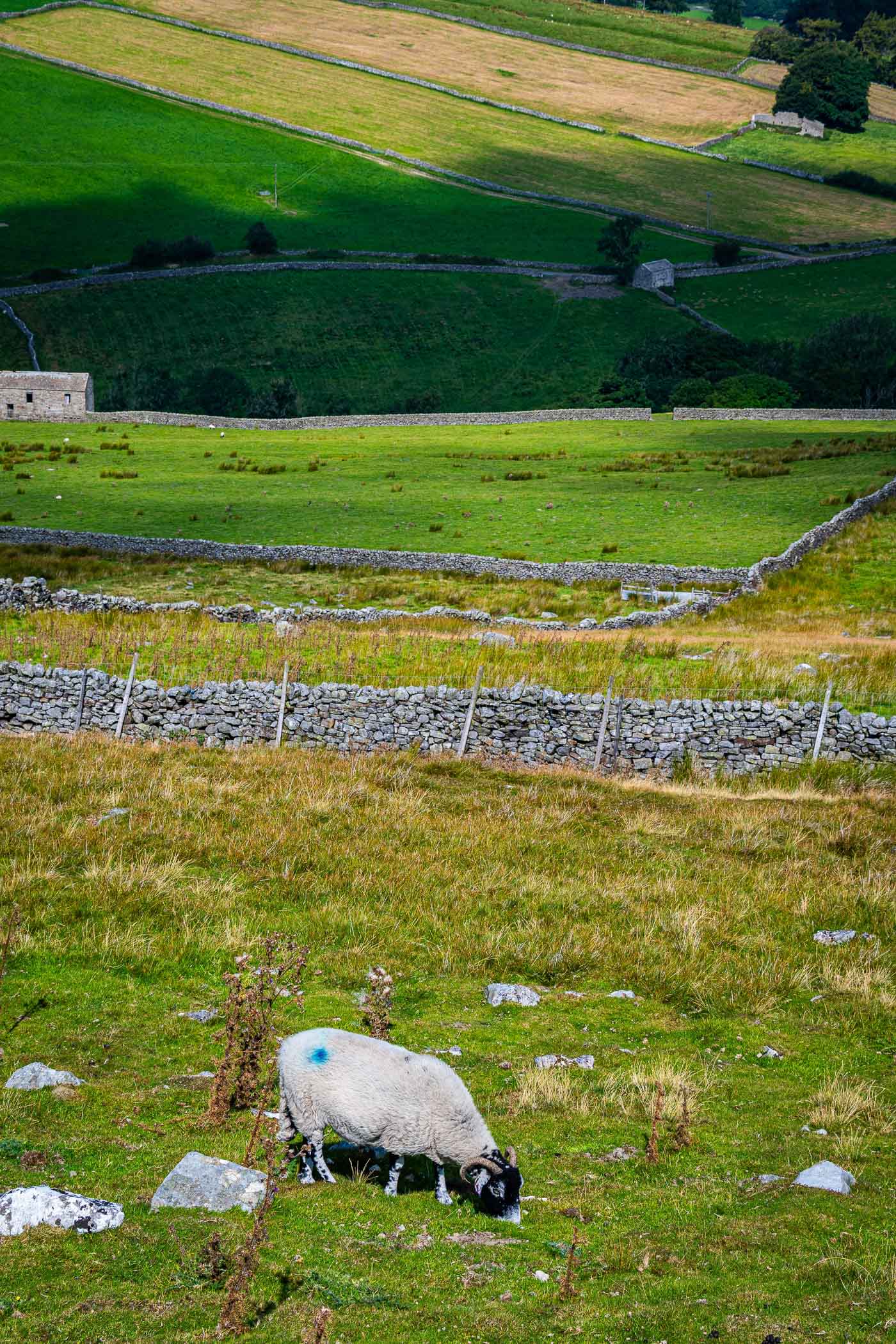 A grazing sheep in a lush green pasture, surrounded by dry stone walls and rolling hills in the Yorkshire Dales.