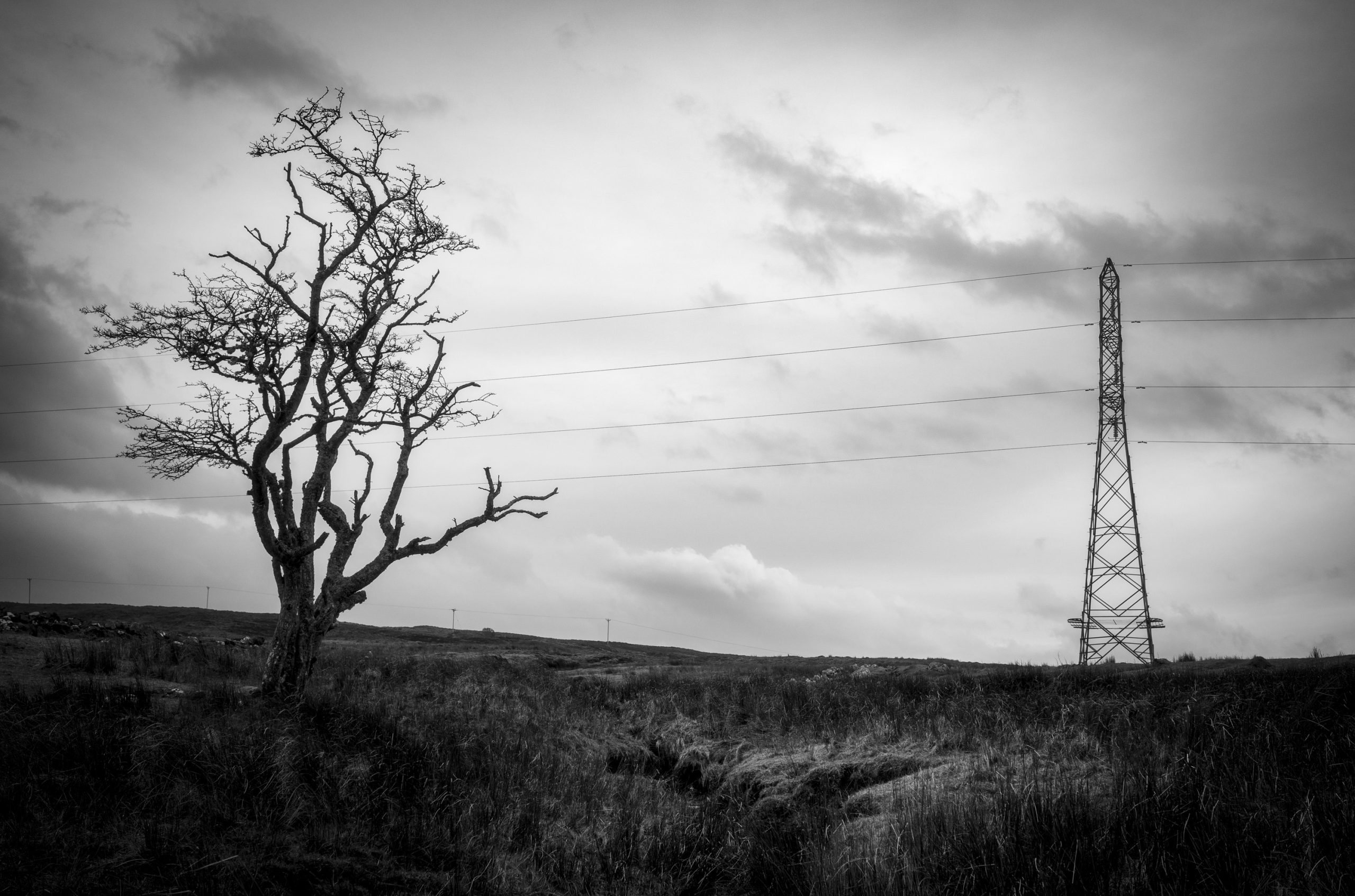 A solitary tree stands against a cloudy sky, with a tall power line tower in the background, creating a stark contrast in a black and white landscape.
