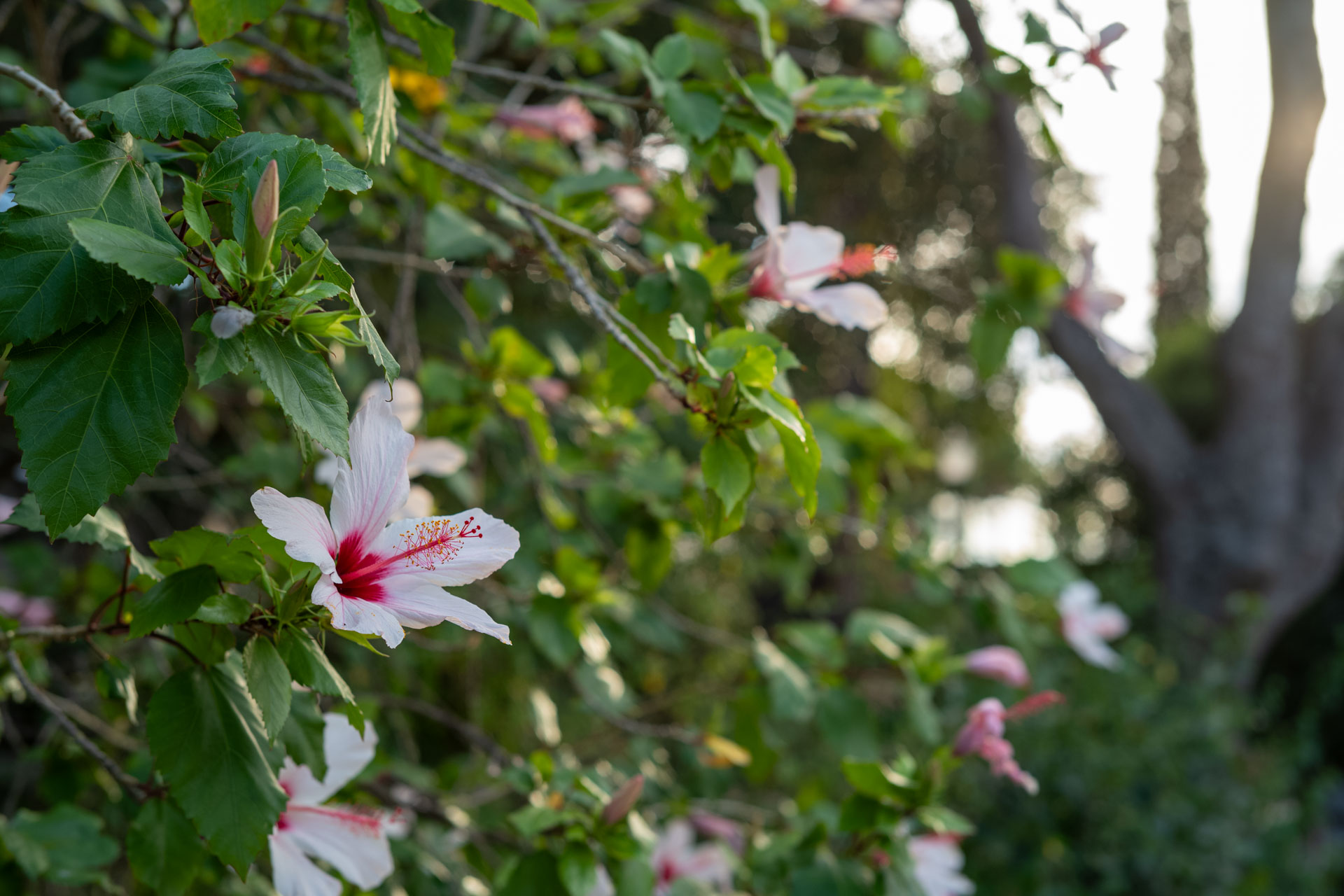 Sample image shows performance of Zeiss Sonnar 50/1.5, member of the Zeiss ZM C lenses range.