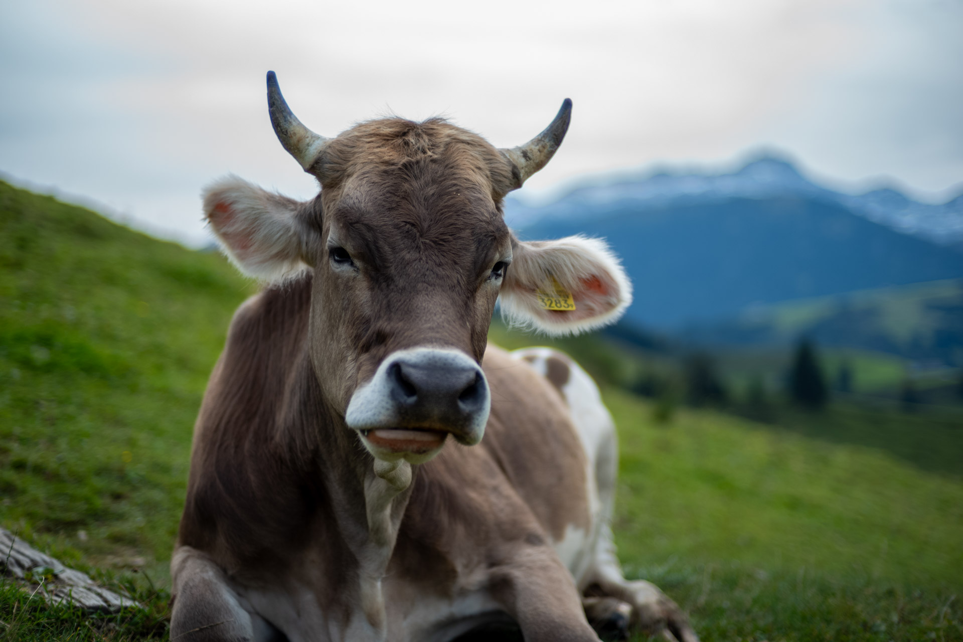 Sample image shows performance of Zeiss Sonnar 50/1.5, member of the Zeiss ZM C lenses range.