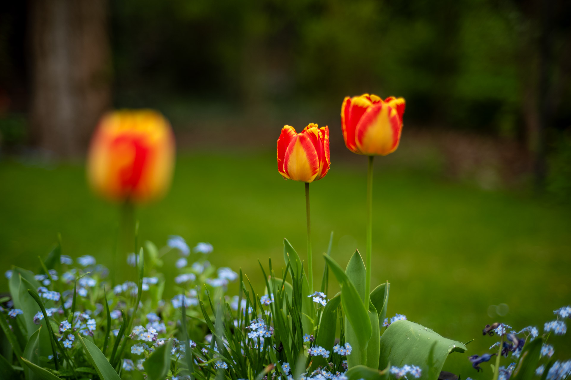 Sample image shows performance of Zeiss Sonnar 50/1.5, member of the Zeiss ZM C lenses range.