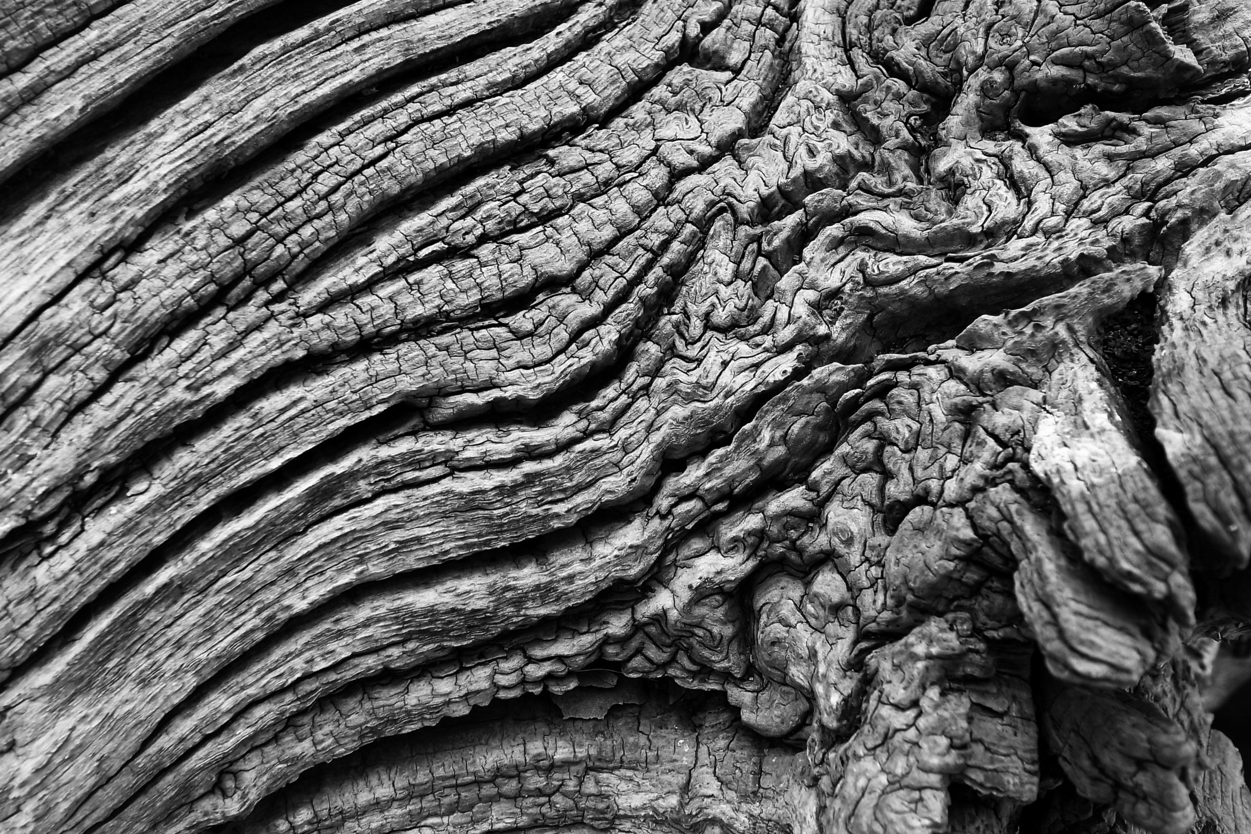 Close-up image of textured, weathered wood with intricate patterns and grooves, captured in black and white.