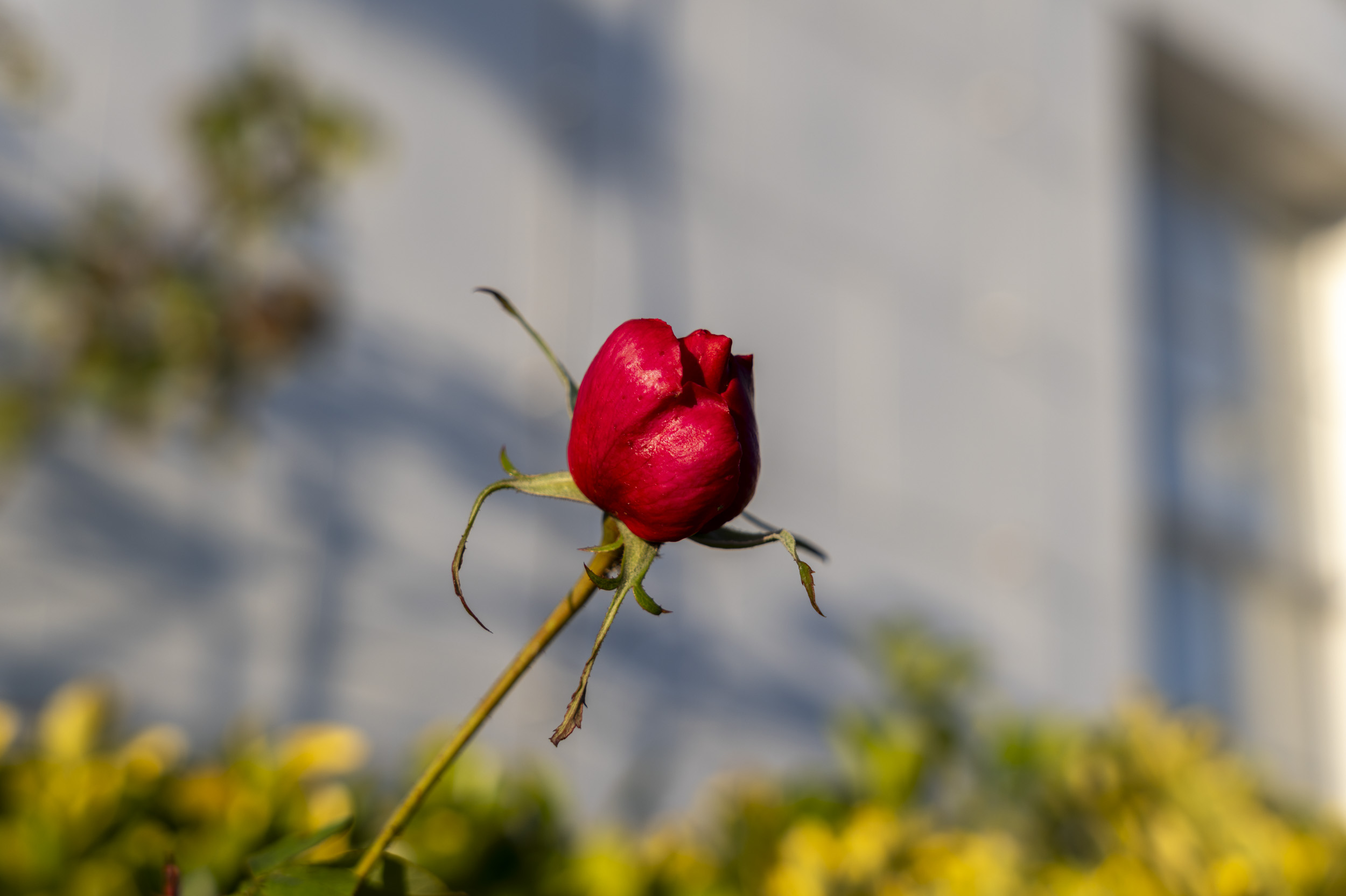 Sigma 28-70 f/2.8 test shots