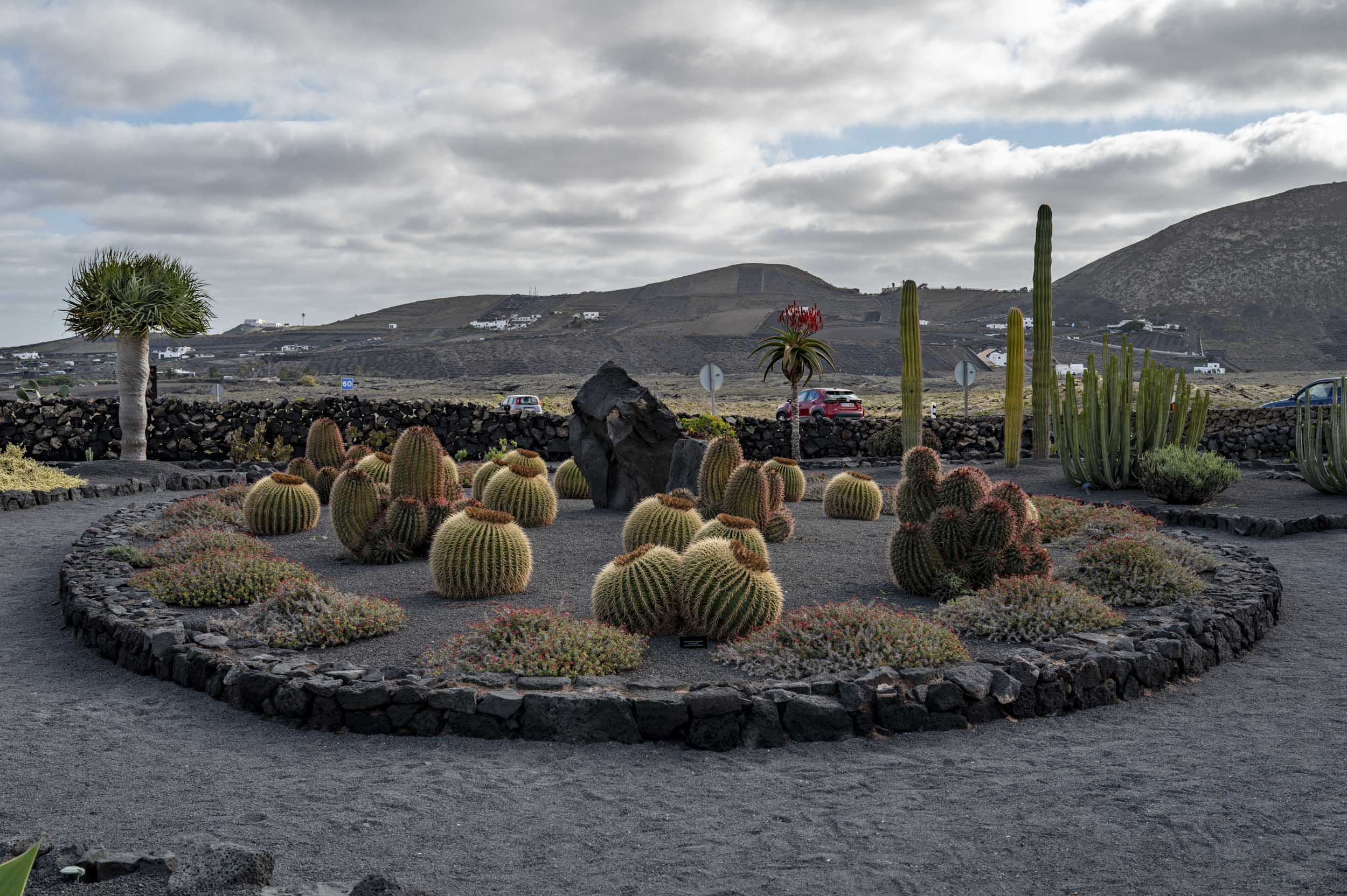 A circular garden featuring various cacti surrounded by black volcanic soil, with a backdrop of hills and distant white houses under a cloudy sky in Lanzarote.