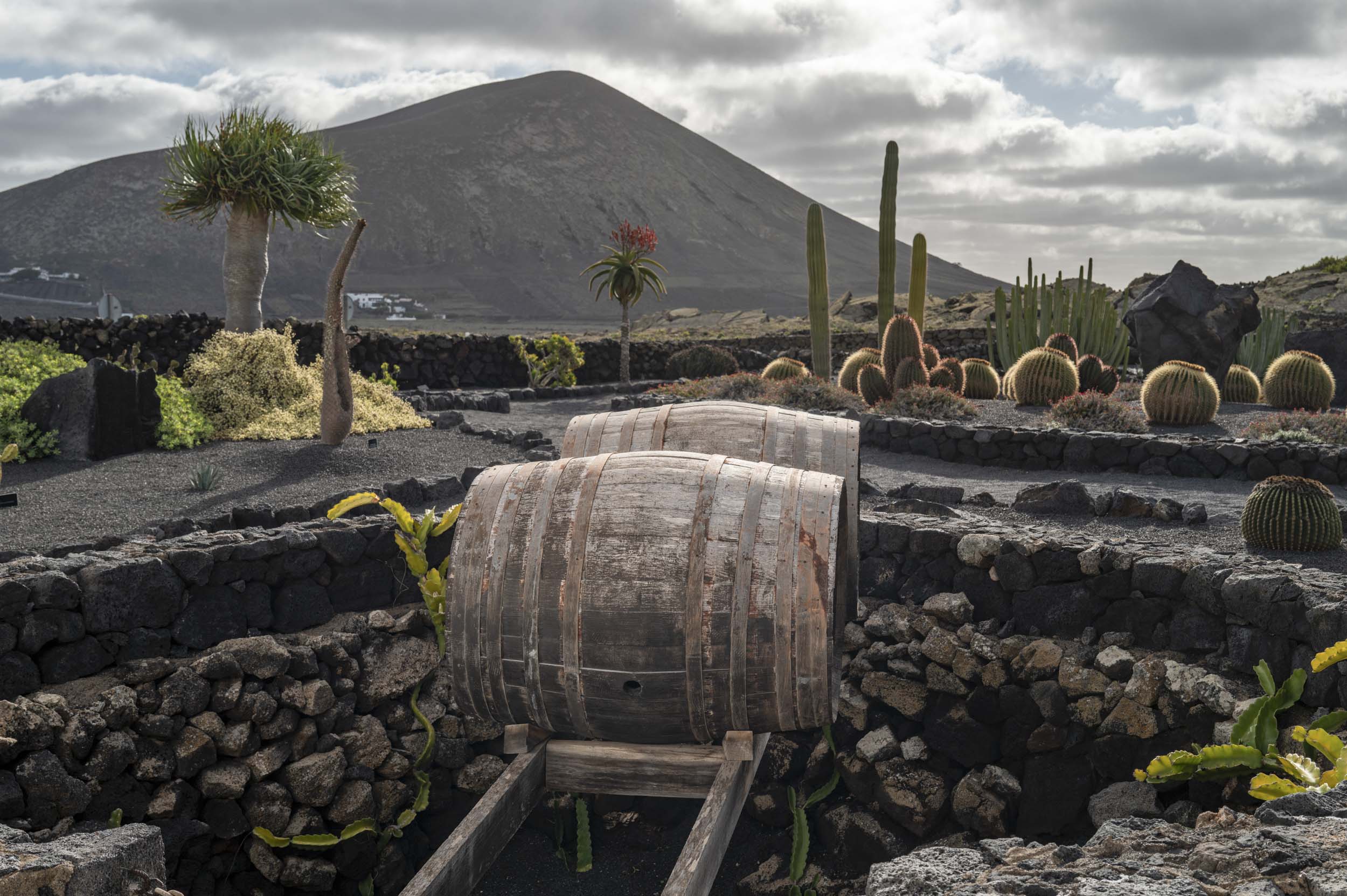 Two wooden wine barrels positioned in a vineyard with volcanic ash landscape in the background, featuring cacti and low vegetation, against a mountainous backdrop.