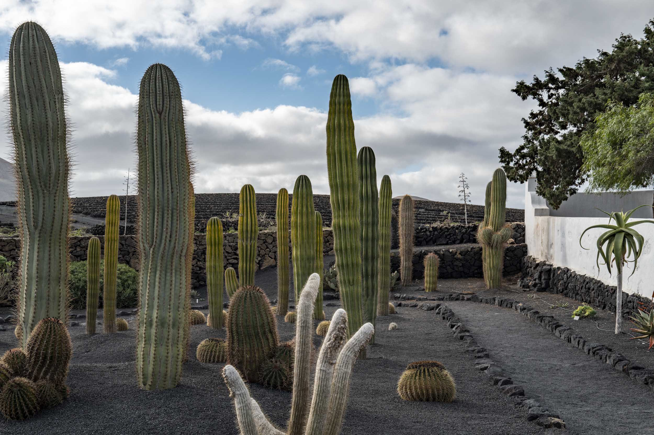 A desert landscape in Lanzarote featuring various tall cacti surrounded by black volcanic ash and a white wall in the background.