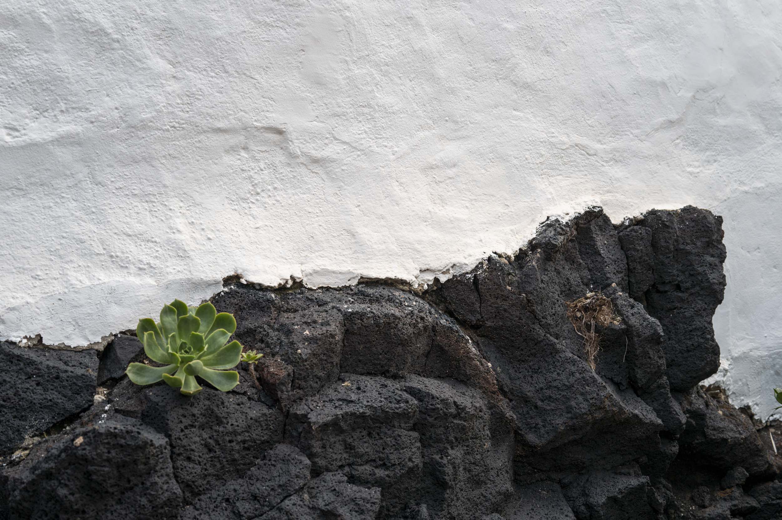 A close-up view of a succulent plant growing against a backdrop of black volcanic rock and a white wall.