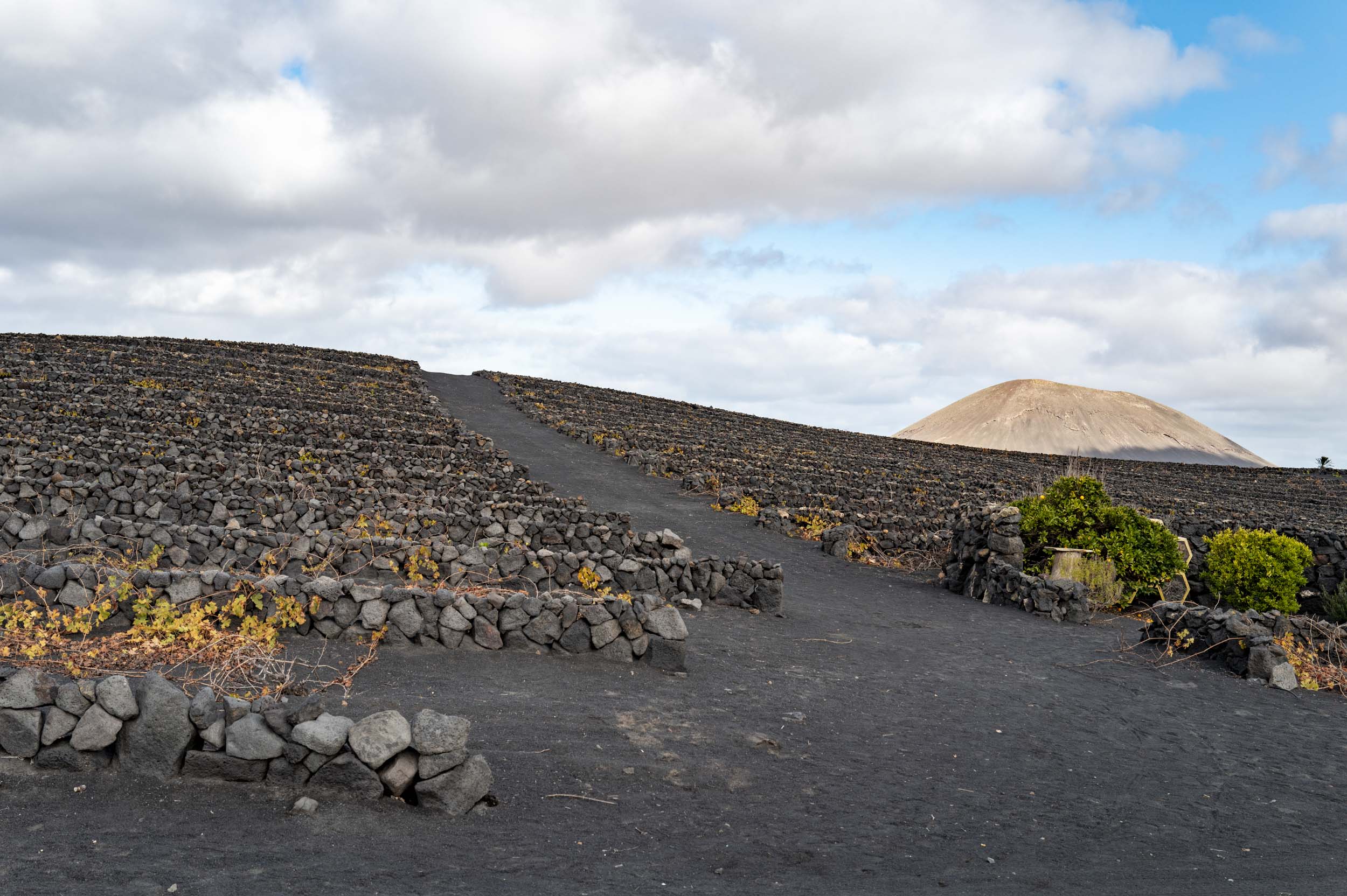 A landscape featuring terraced vineyards made of volcanic rock, with black soil and a distant volcanic cone under a partly cloudy sky.