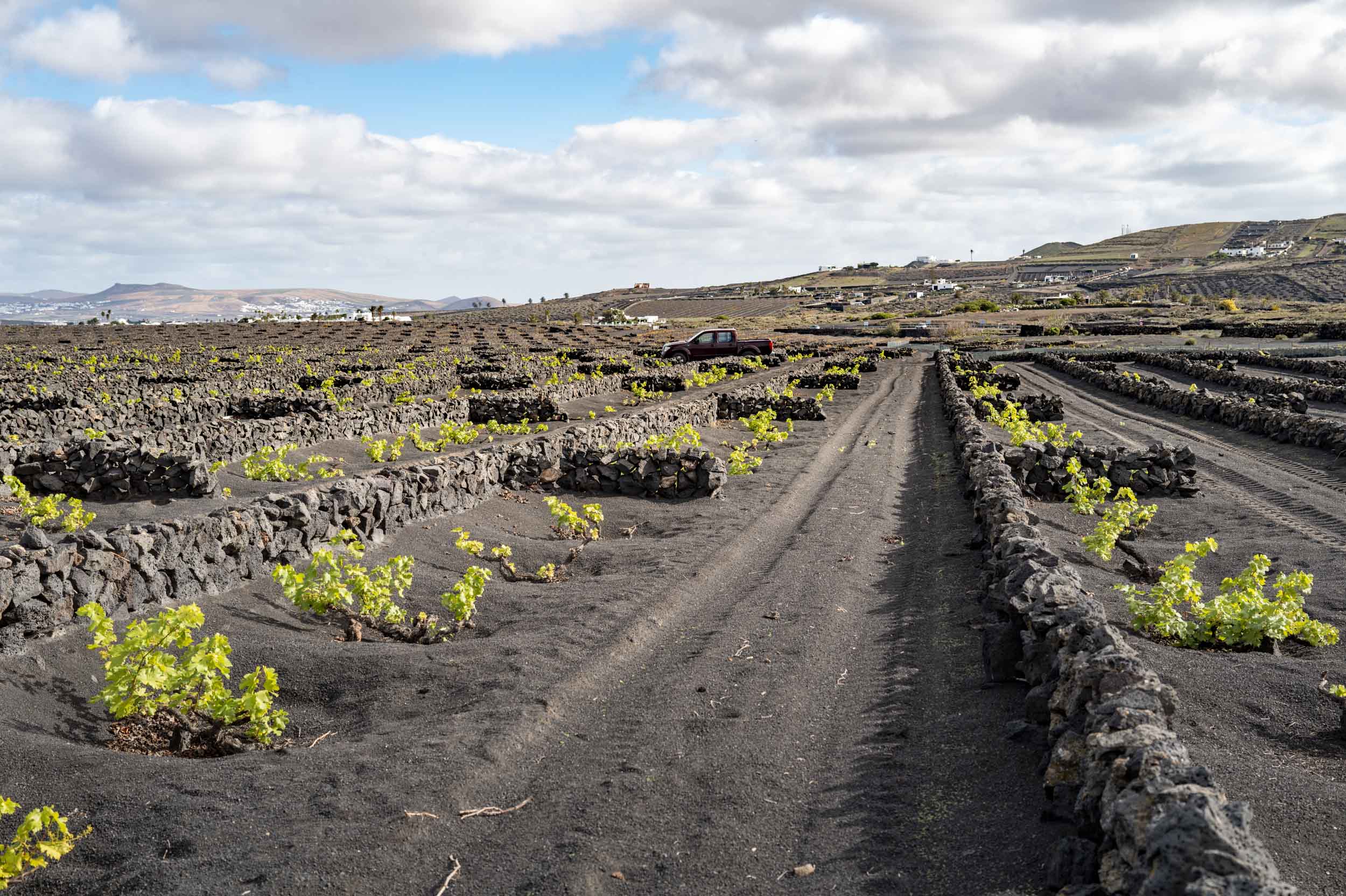 Vineyards in Lanzarote featuring rows of vines growing in black volcanic soil, surrounded by low stone walls.