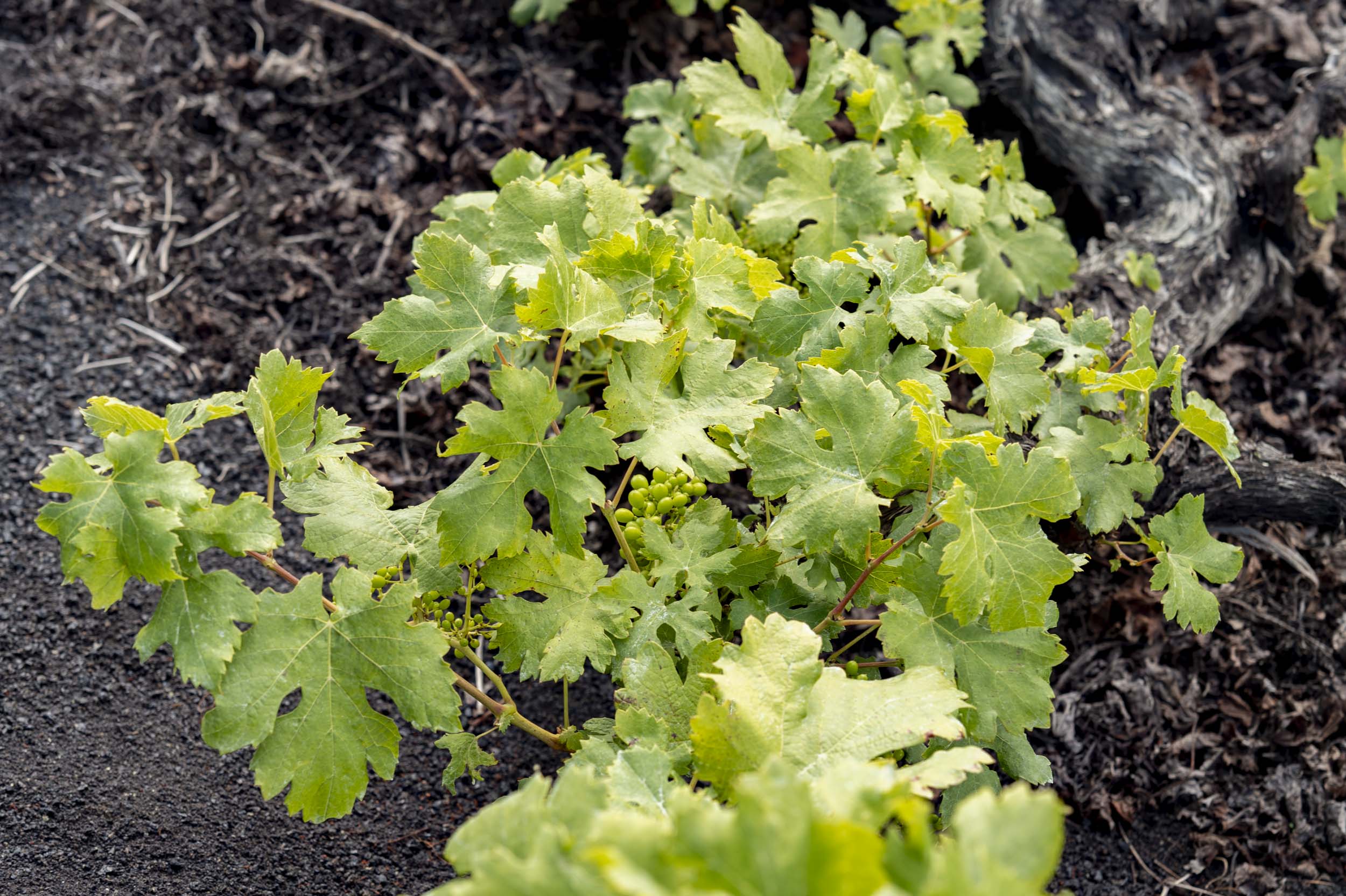 Close-up of grapevines with vibrant green leaves growing in volcanic soil.