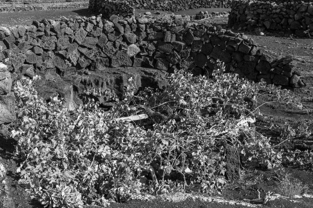 A black and white image of grapevines growing in a volcanic landscape, surrounded by rock walls. The vines are spread out over the volcanic soil, showcasing the unique viniculture techniques used in Lanzarote.