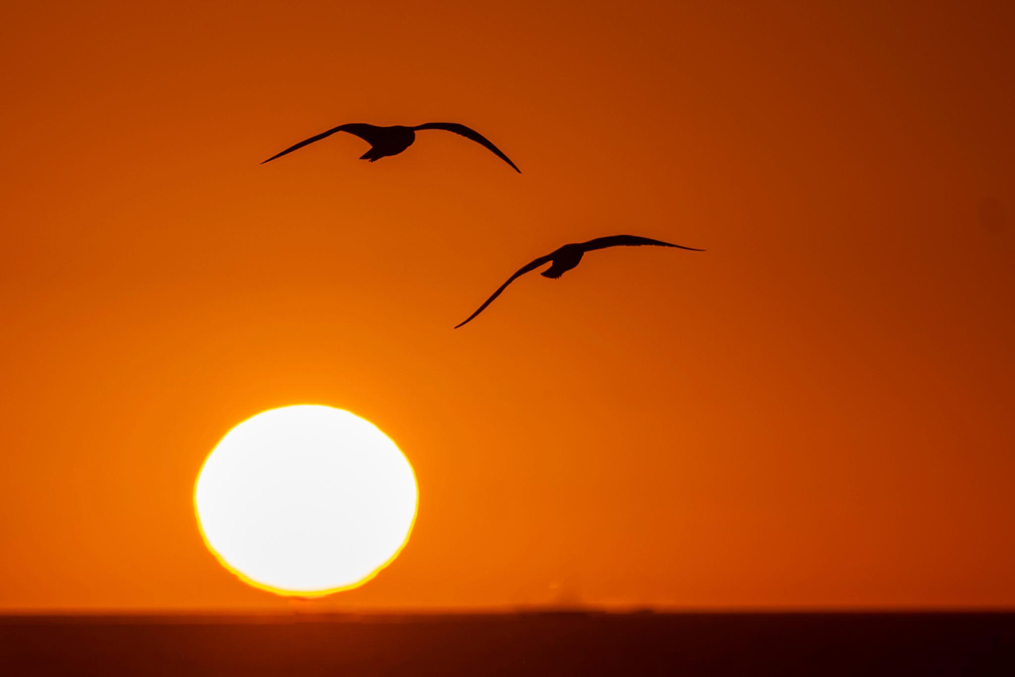Seagulls at sunset