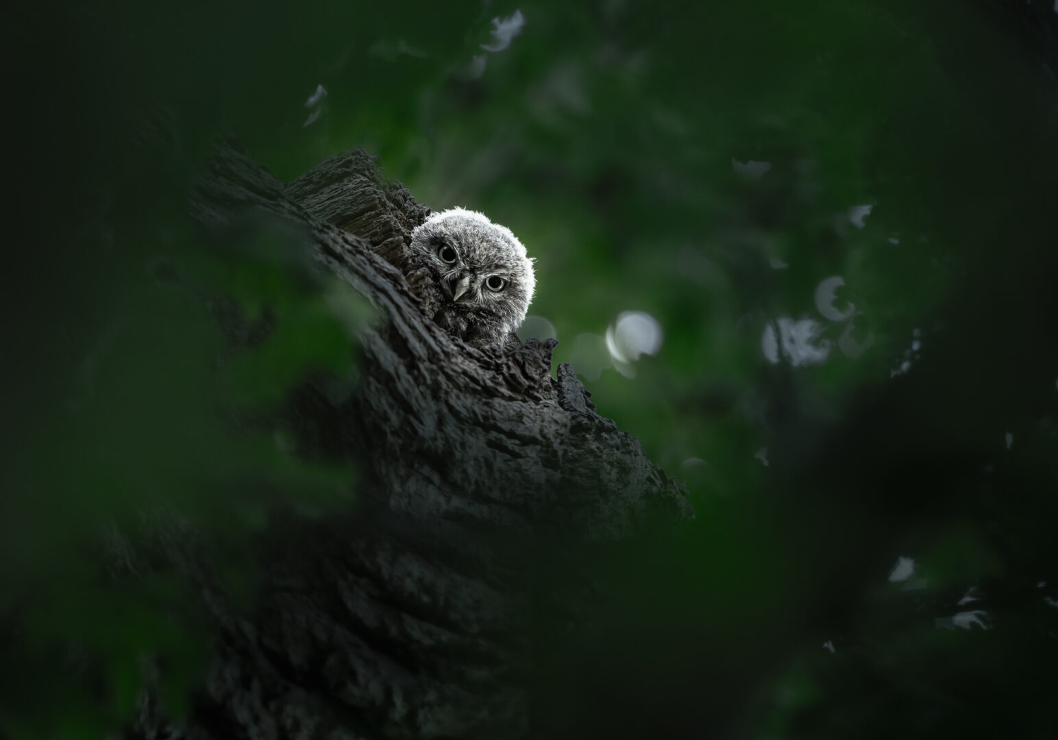 A young owl peeks out from a tree hollow, surrounded by dark green foliage.