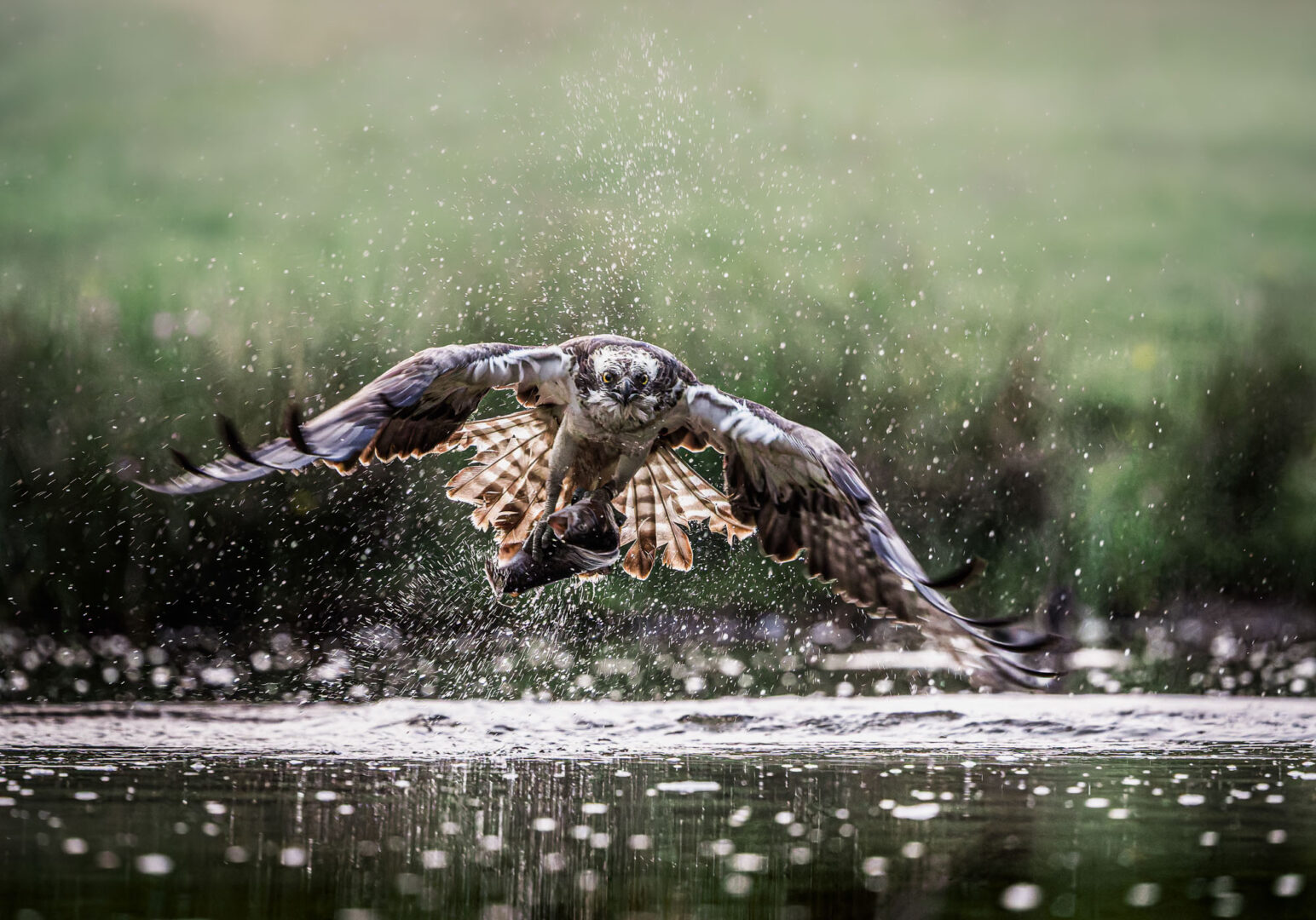 A bird of prey with outstretched wings splashes down as it takes off from the water, creating droplets around it in a natural setting.