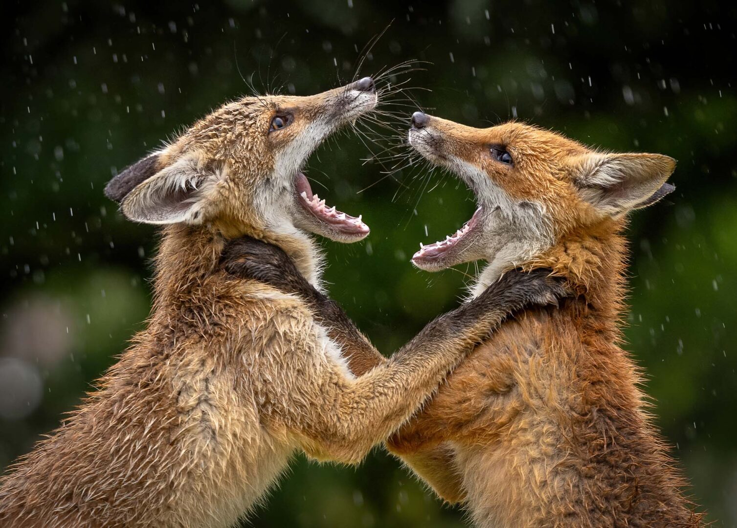 Two foxes facing each other with open mouths, appearing to howl or yowl, possibly in a playful or competitive stance, with raindrops visible in the background.