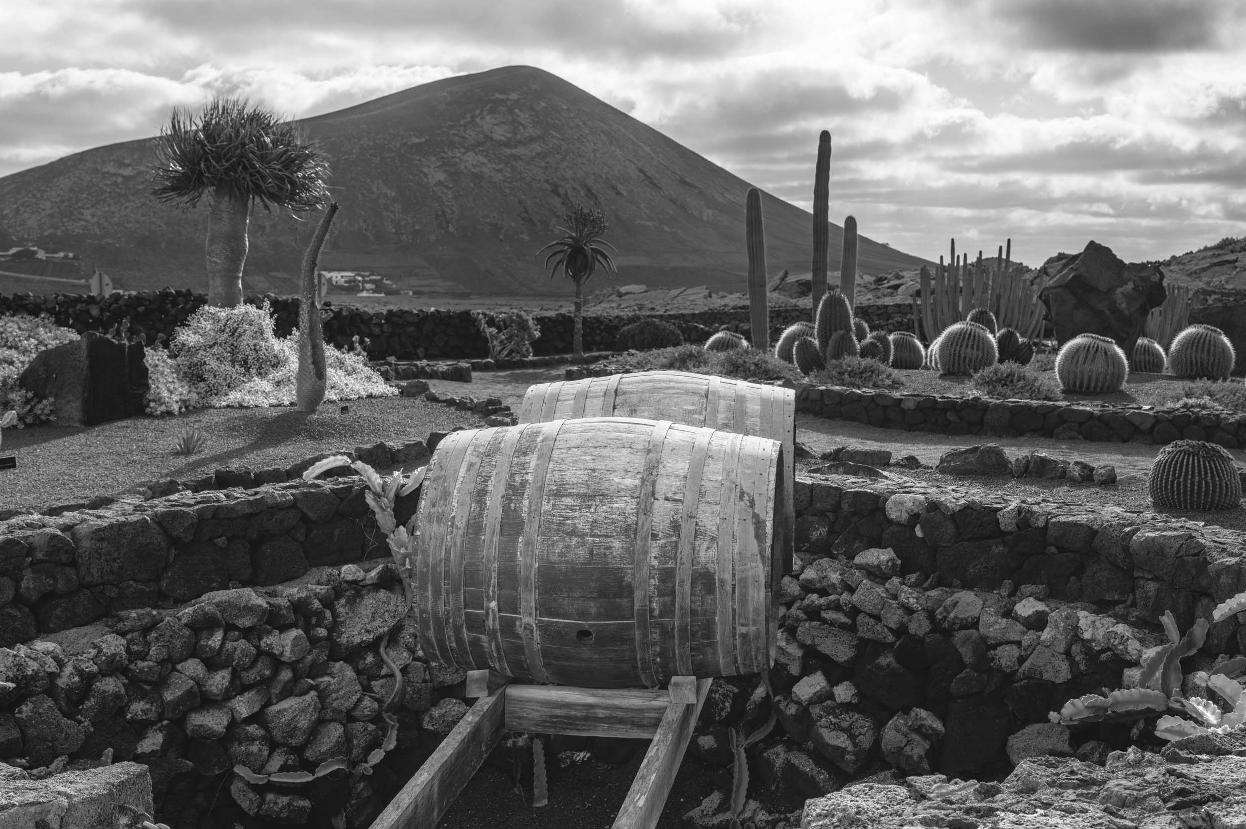 A black and white photograph of a landscape featuring large wooden barrels, surrounded by various cacti and rocky terrain, with a prominent mountain in the background.