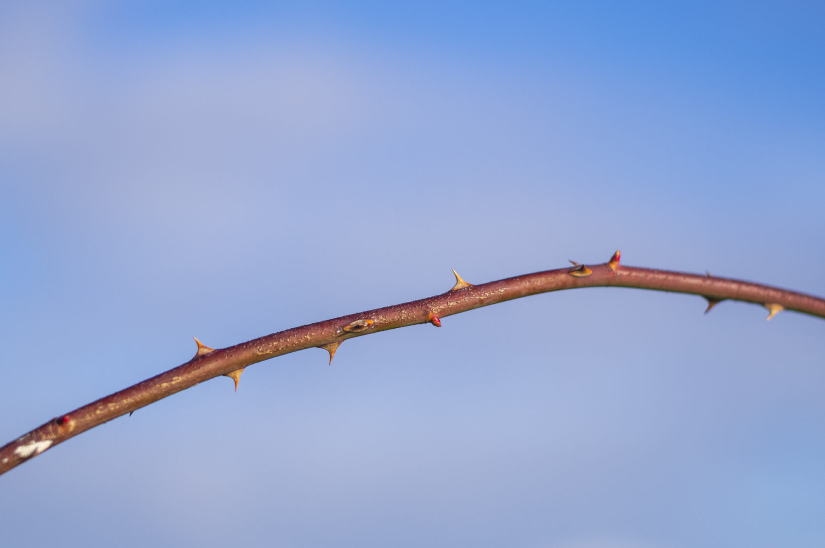 A close-up of a thorny branch against a blue sky.