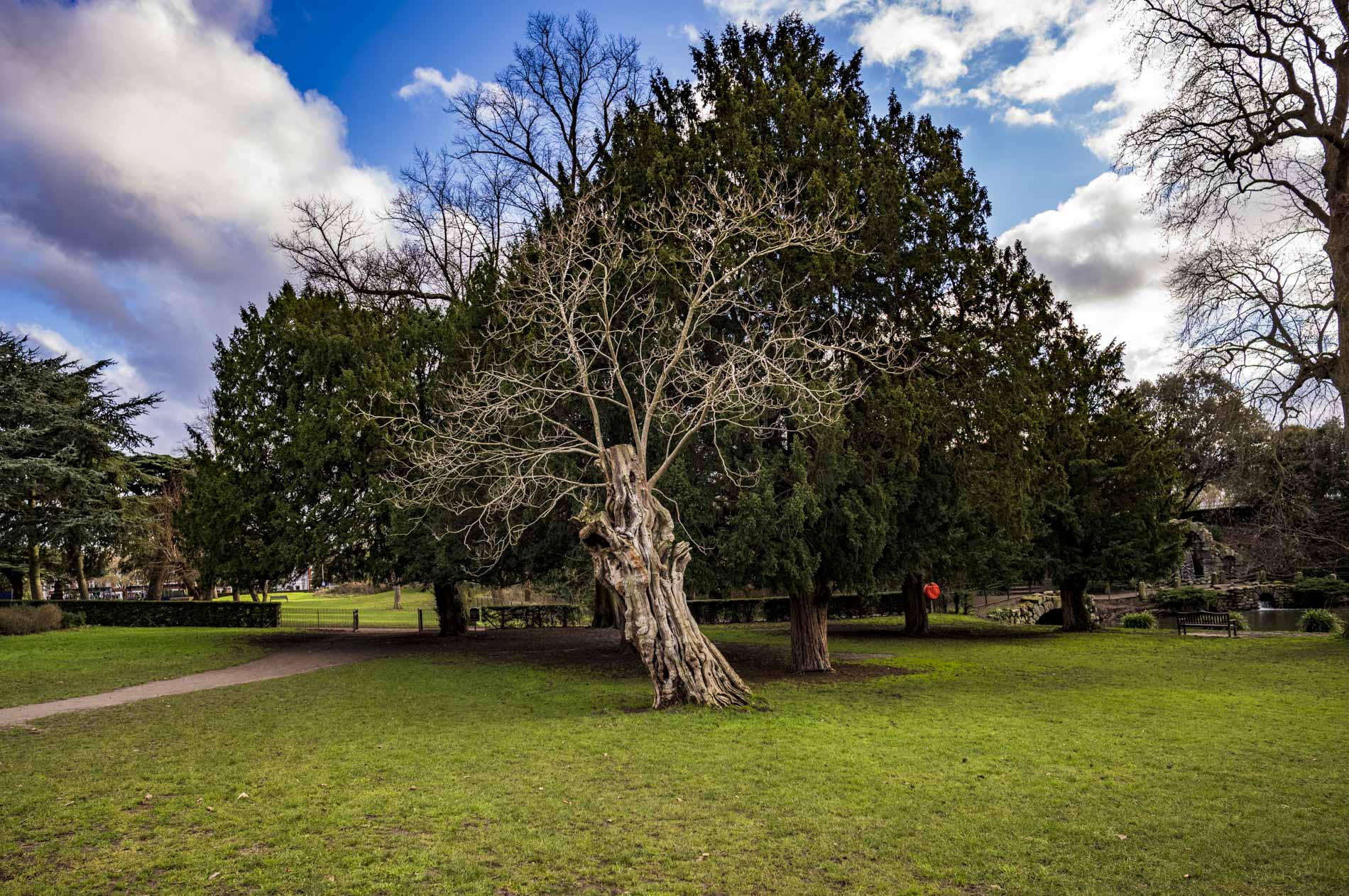 A scenic park view featuring a large, gnarled tree with no leaves surrounded by lush green grass and tall evergreen trees under a partly cloudy sky.