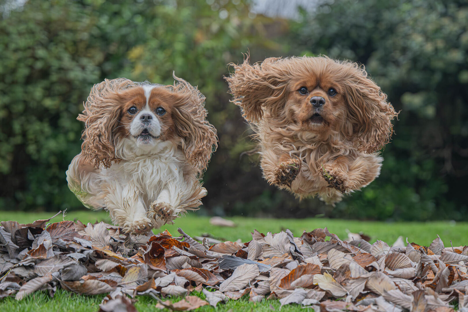 Two dogs jumping playfully over a pile of autumn leaves in a green outdoor setting.