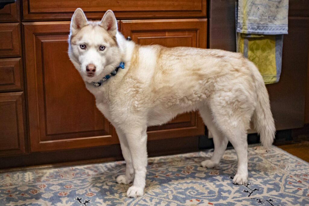 Kalli Huskey