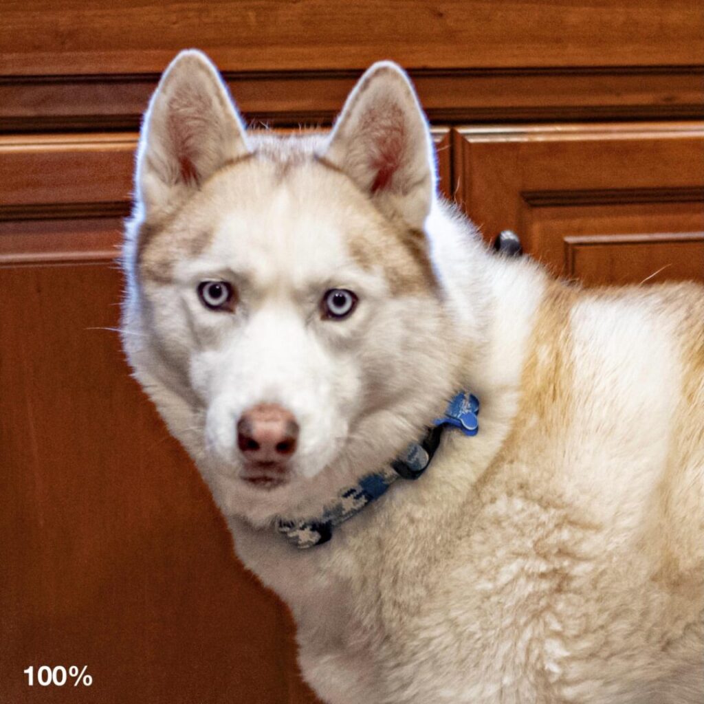 Kalli Husky 100% crop