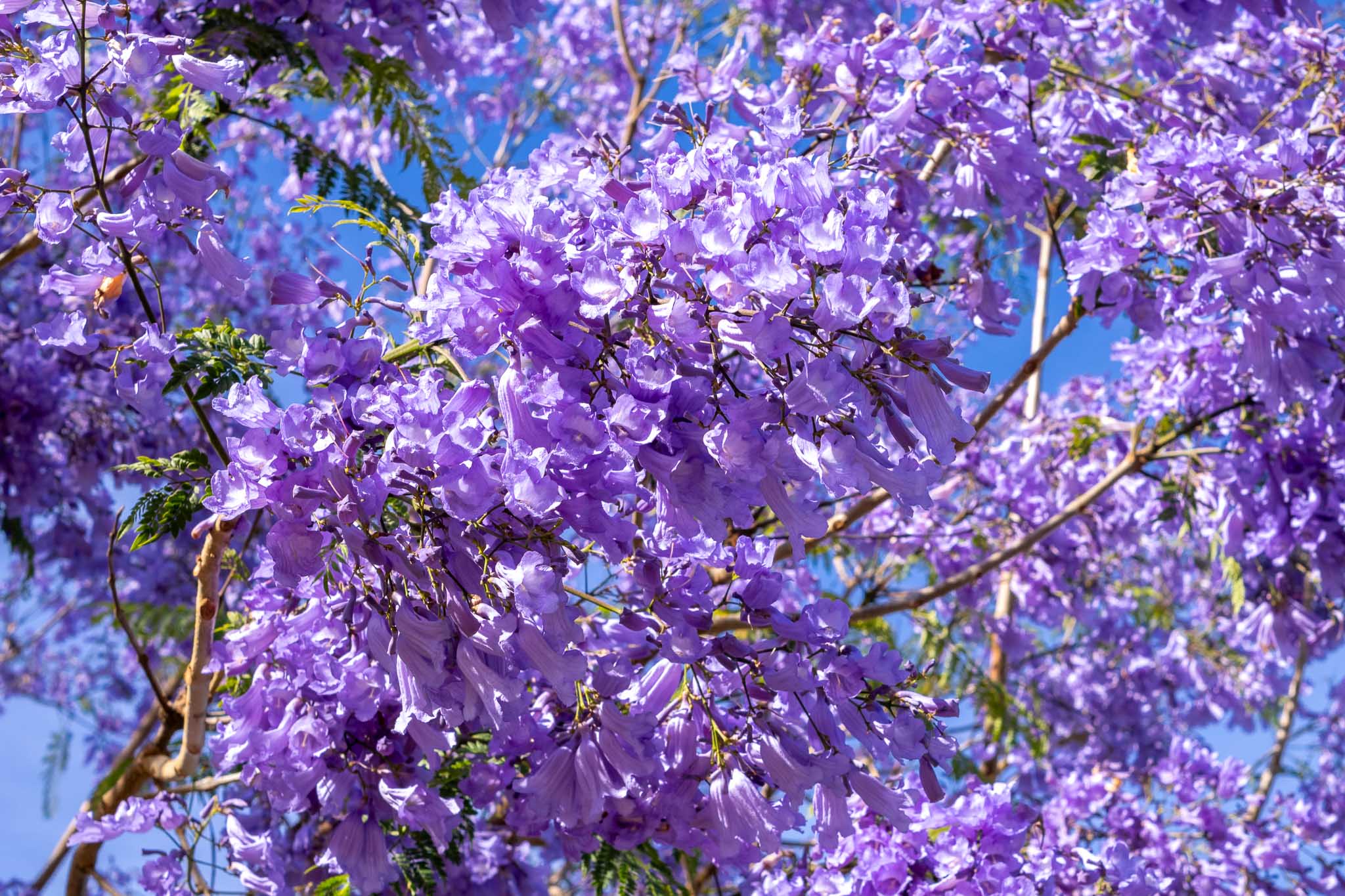 Jacaranda blossom