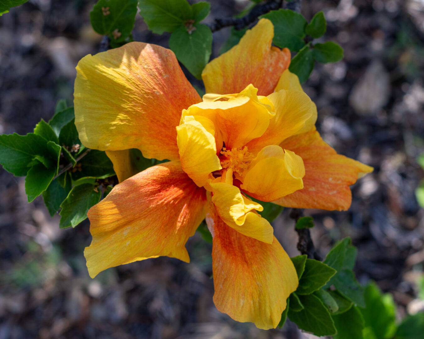 Double hibiscus