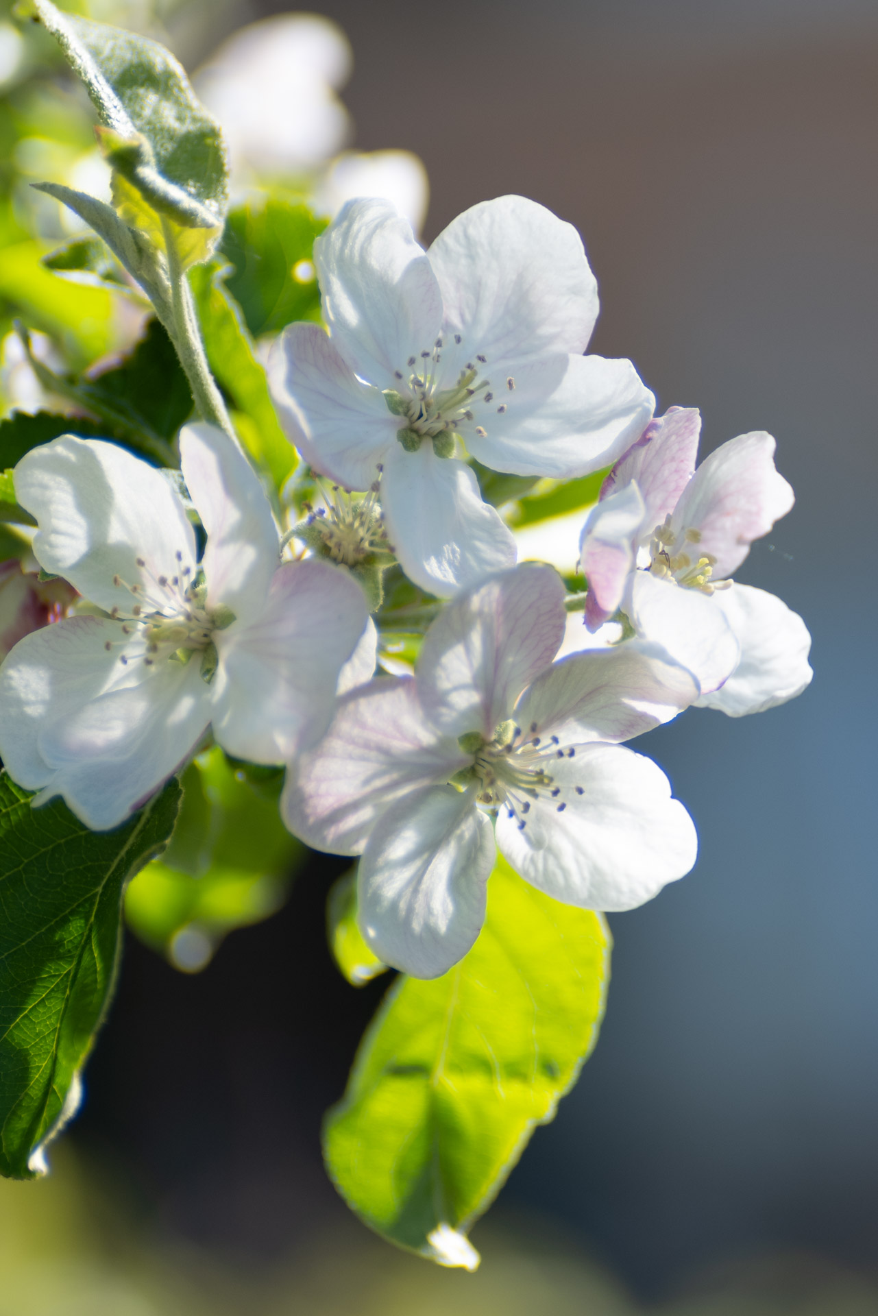 Close-up of white apple blossoms with subtle pink hues and green leaves.