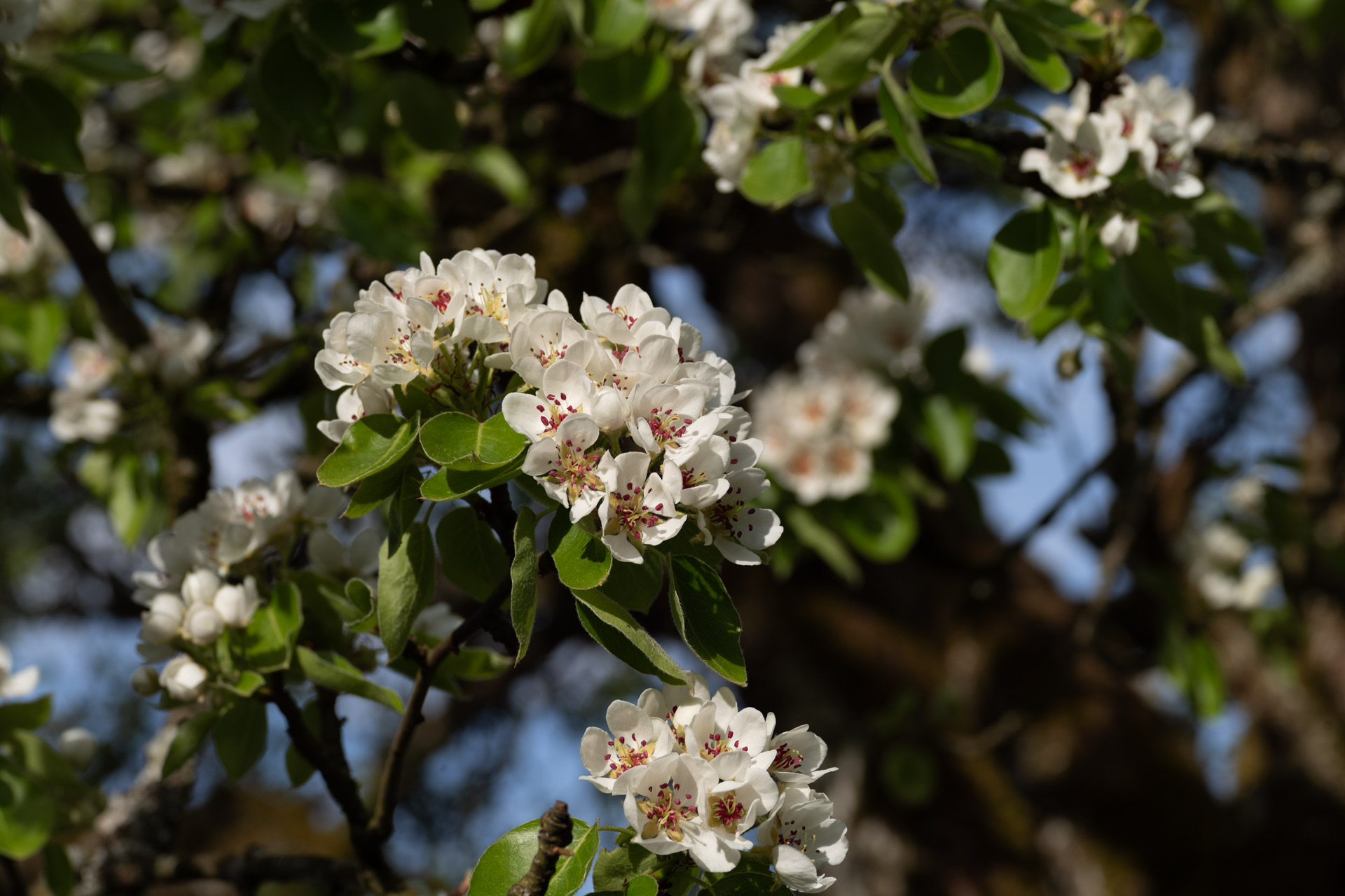 Sample image, taken with Zeiss Sonnar 85/2 ZM