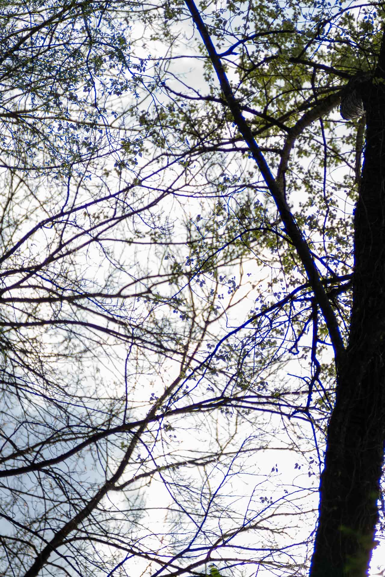 A view of tree branches with budding leaves against a bright sky.